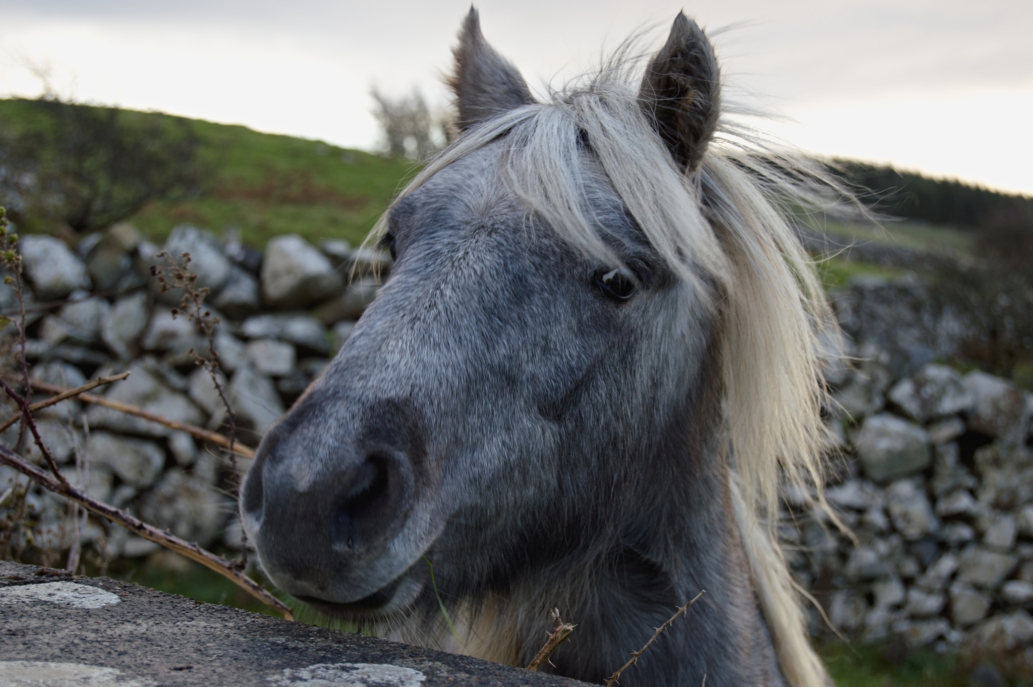 Nikon D3200 + 18.00 - 55.00 mm f/3.5 - 5.6 sample photo. Horse photography