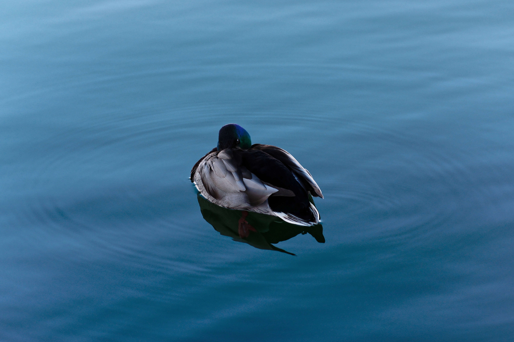 Pentax smc DA* 50-135mm F2.8 ED (IF) SDM sample photo. Winter bath photography