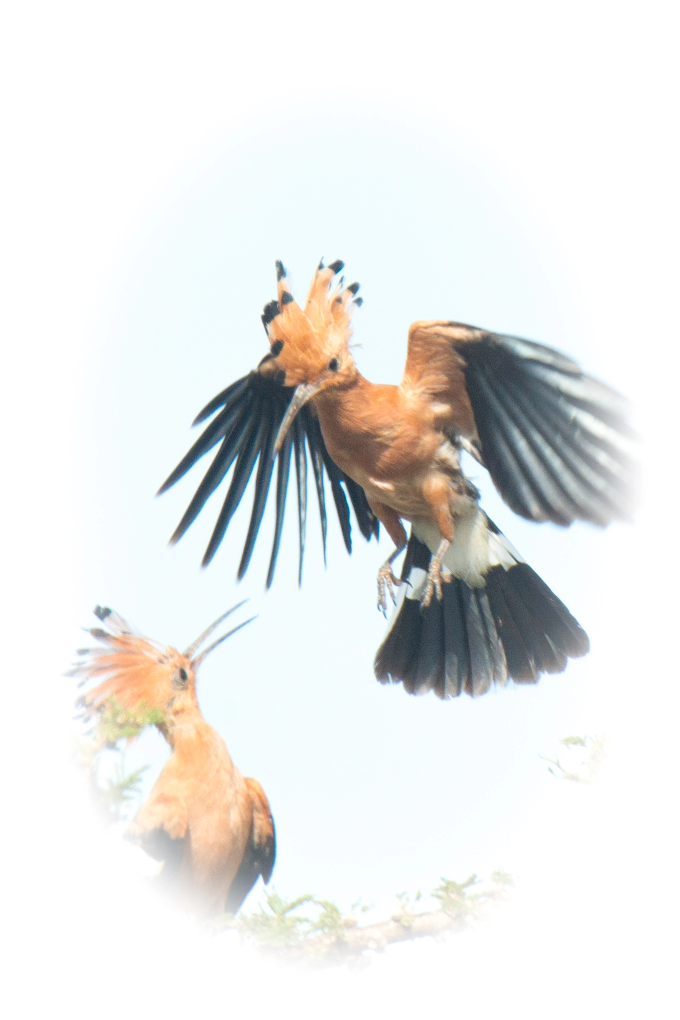 Nikon AF-S Nikkor 500mm F4D ED-IF II sample photo. African hoopoe photography