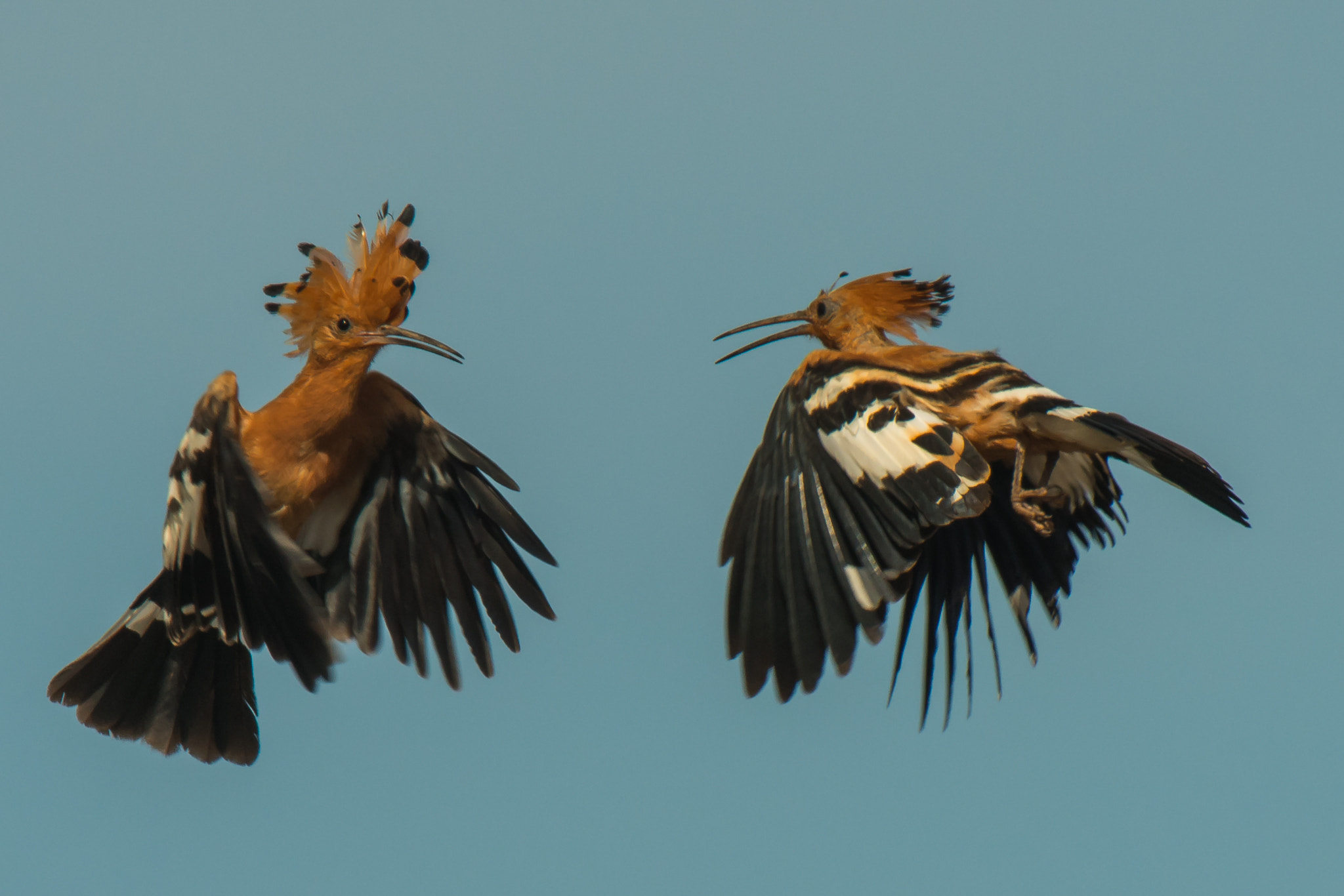 Nikon AF-S Nikkor 500mm F4D ED-IF II sample photo. African hoopoe photography