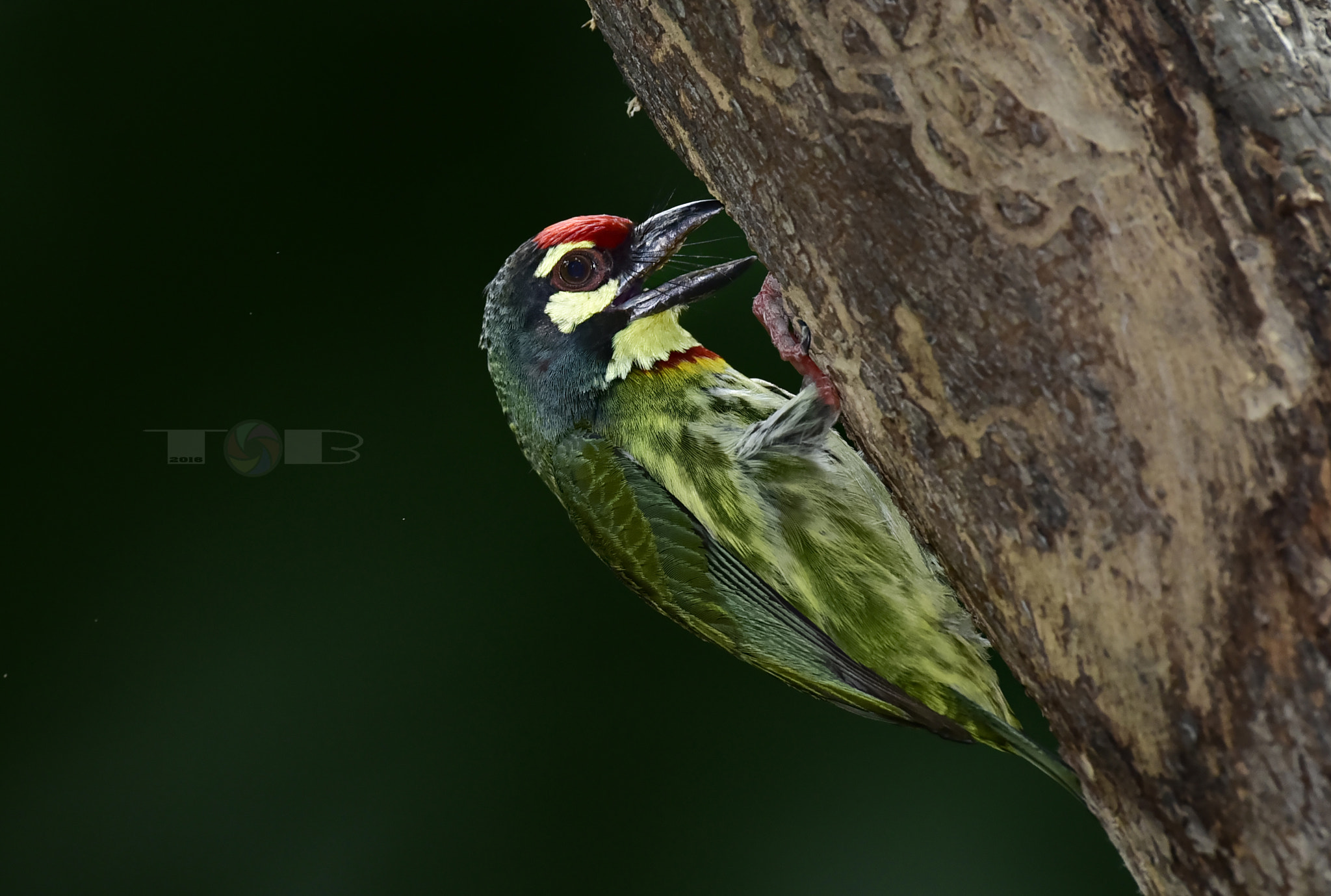 Nikon AF-S Nikkor 600mm F4D ED-IF II sample photo. Megalaima haemacephala photography