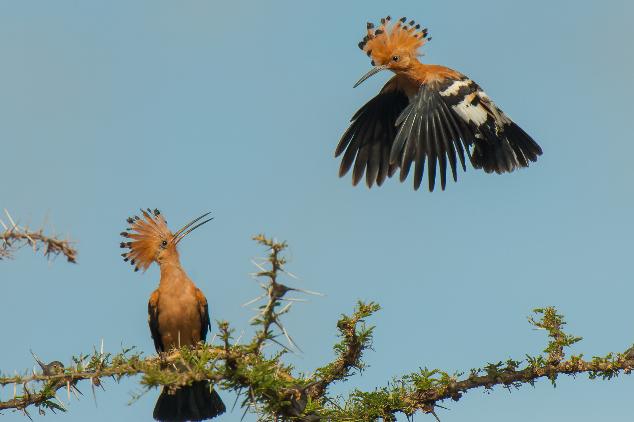 Nikon AF-S Nikkor 500mm F4D ED-IF II sample photo. Africana hoopoe photography