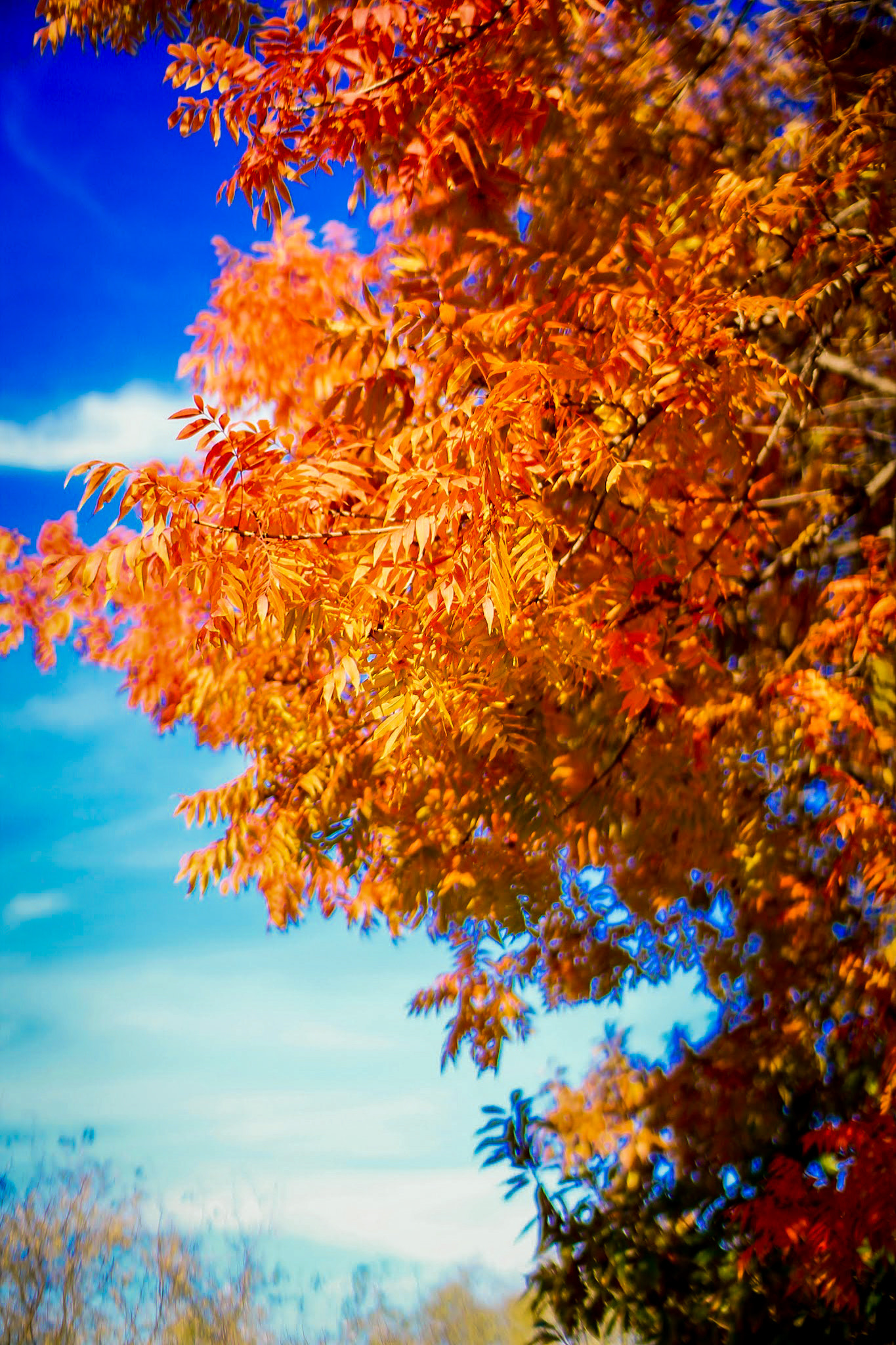 Sigma 30mm F1.4 EX DC HSM sample photo. Erin photography