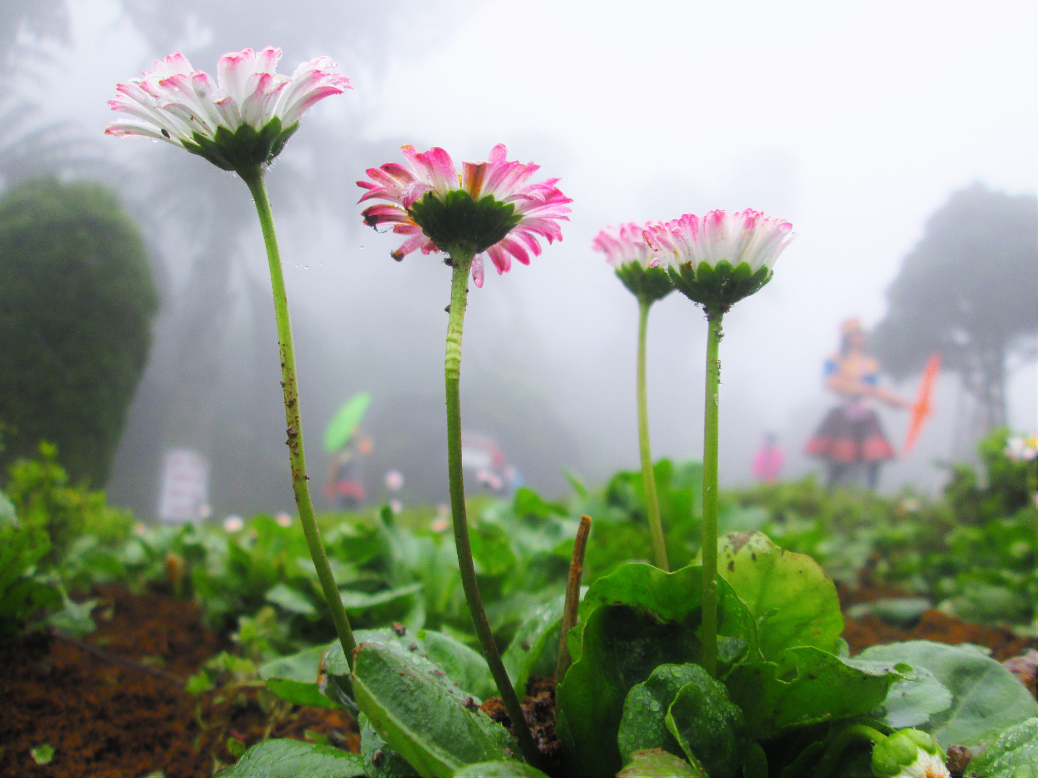 Canon POWERSHOT A2600 sample photo. Sapa flowers photography