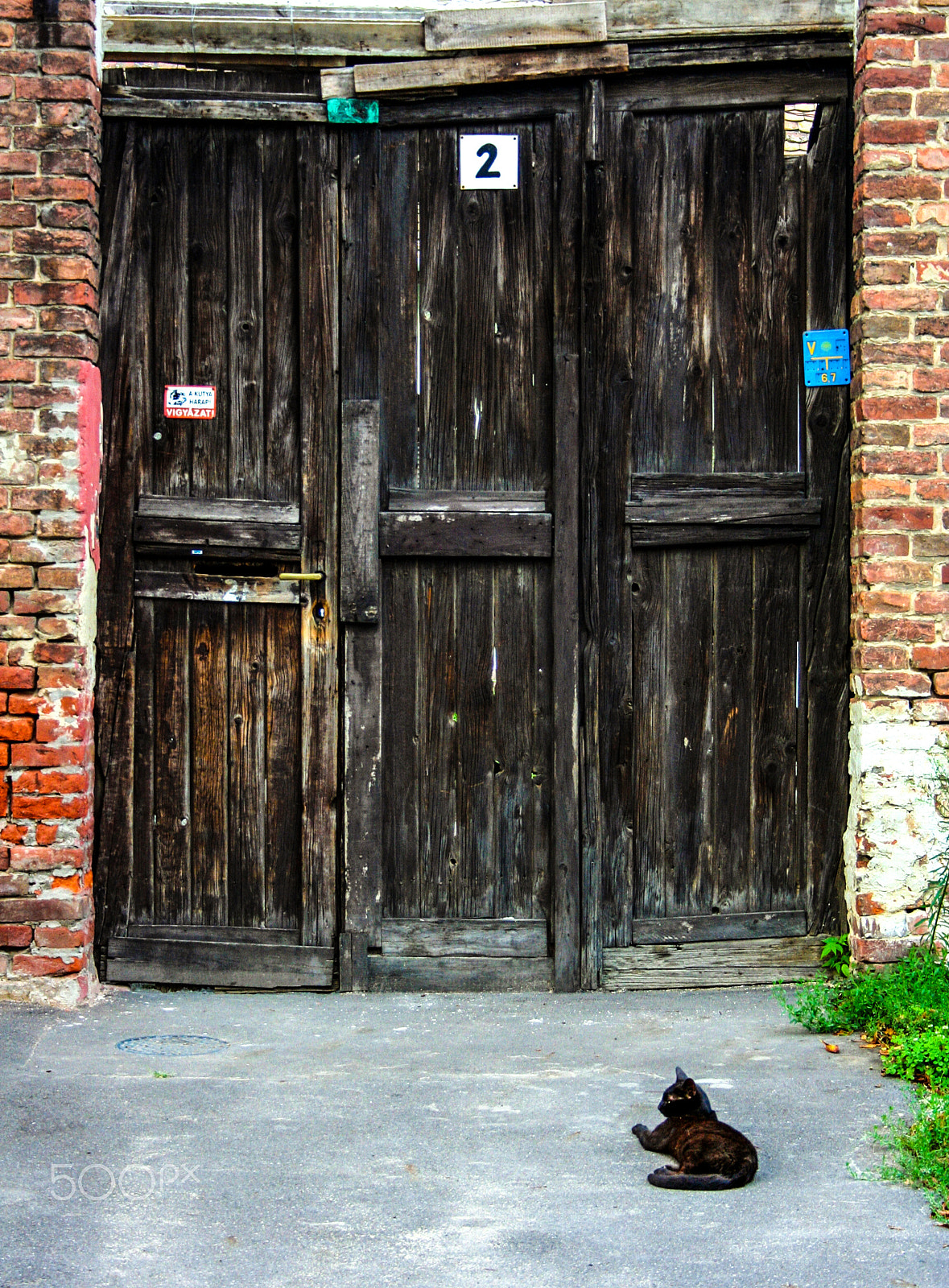 Canon EOS 350D (EOS Digital Rebel XT / EOS Kiss Digital N) + Canon EF 50mm f/1.8 sample photo. Old door with black cat photography