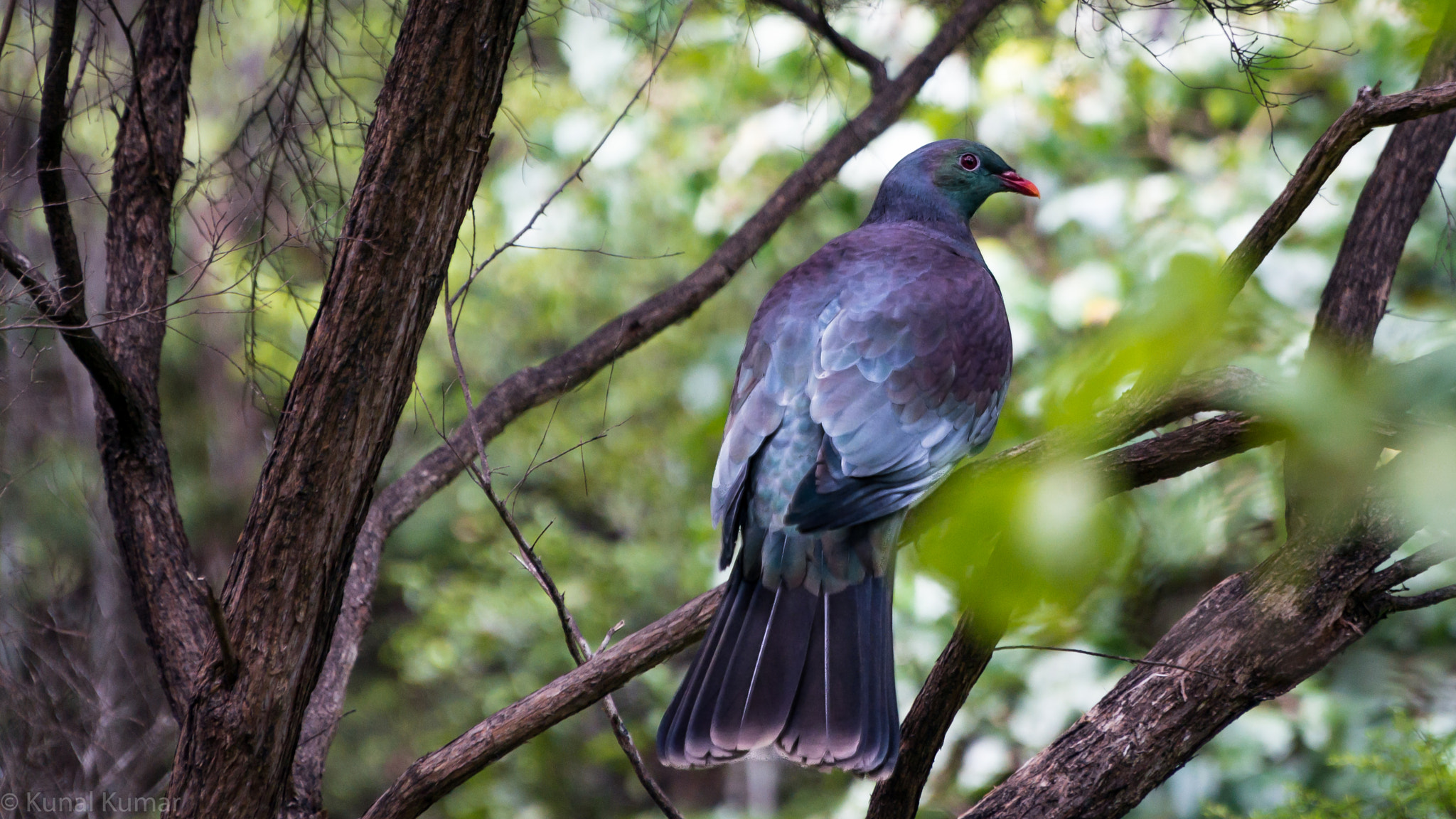 Sony Alpha NEX-5R + Sony E PZ 18-105mm F4 G OSS sample photo. New zealand pigeon photography