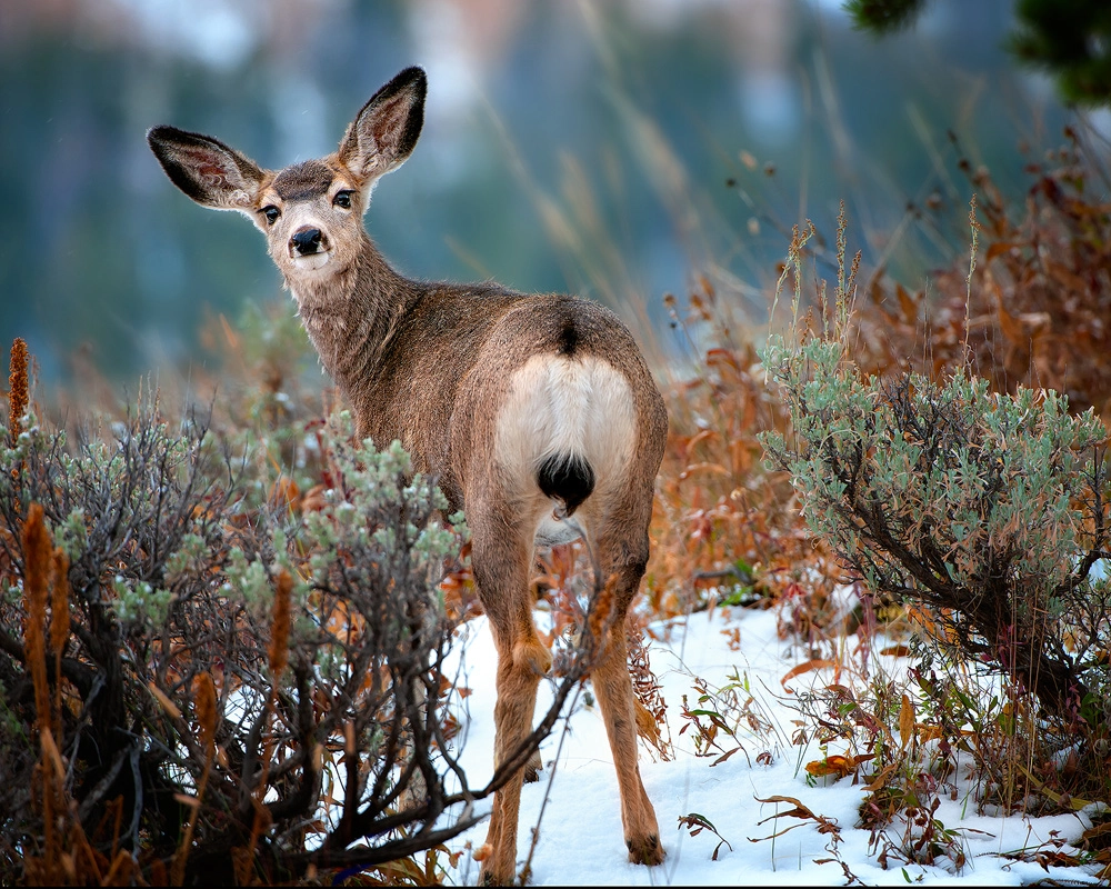 Nikon D3X sample photo. Brian yusem - awesome pic deer photography