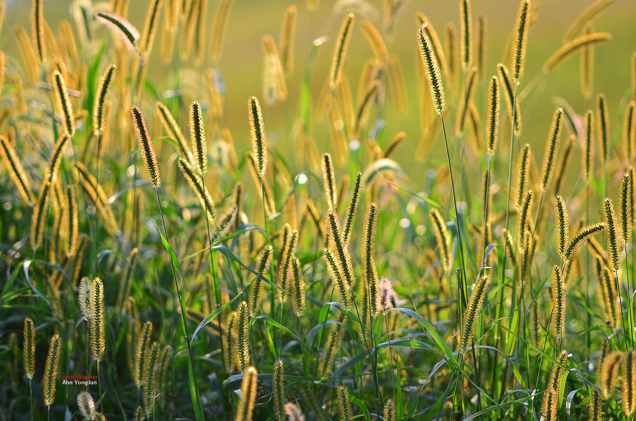 Nikon D7000 + AF Micro-Nikkor 105mm f/2.8 sample photo. 금강아지풀 photography
