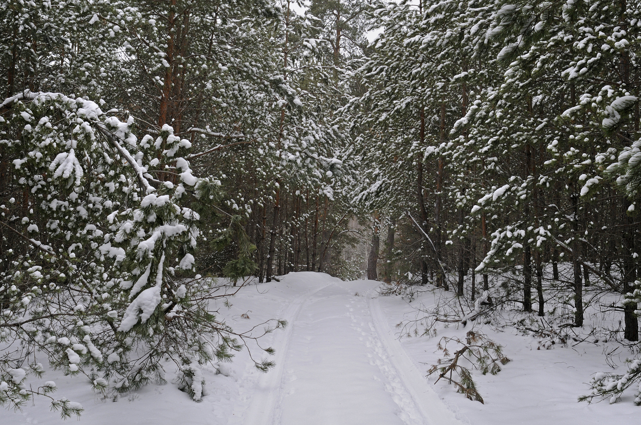 Nikon D300S + Nikon AF Nikkor 24mm F2.8D sample photo. Forest road photography