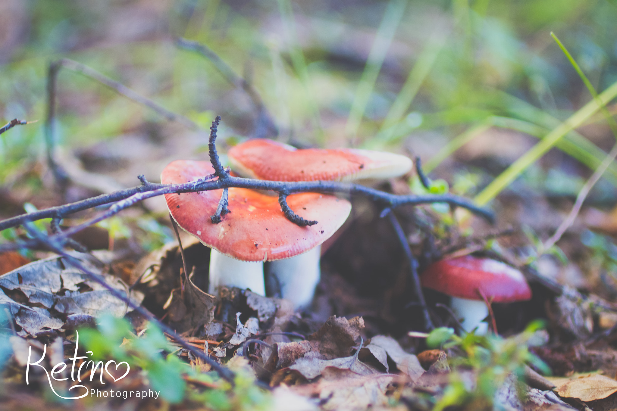 Canon EF 50mm F2.5 Macro sample photo. 3 mush-keteers photography