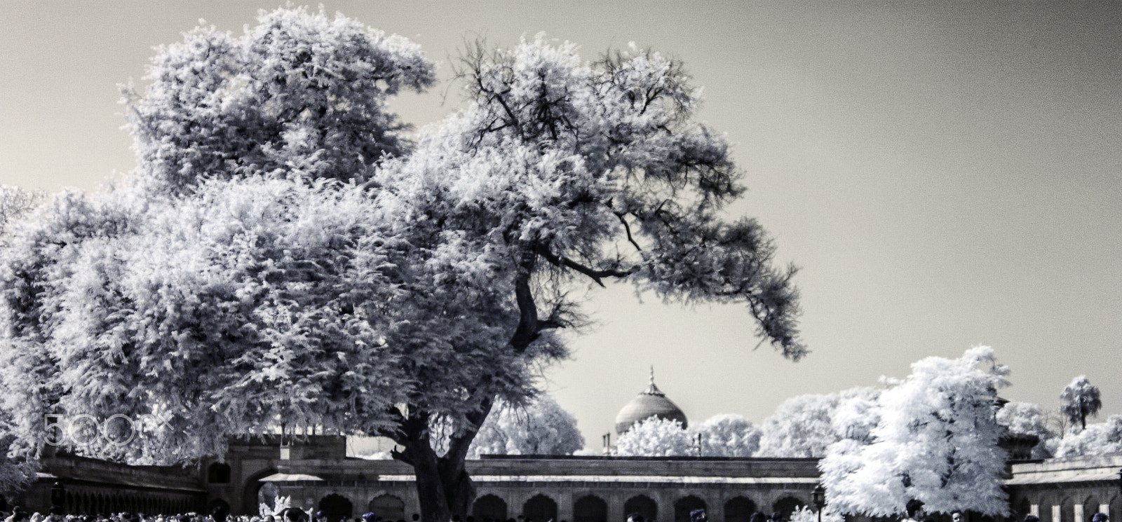 Canon EOS 500D (EOS Rebel T1i / EOS Kiss X3) sample photo. Trees in the gounds of the taj mahal photography