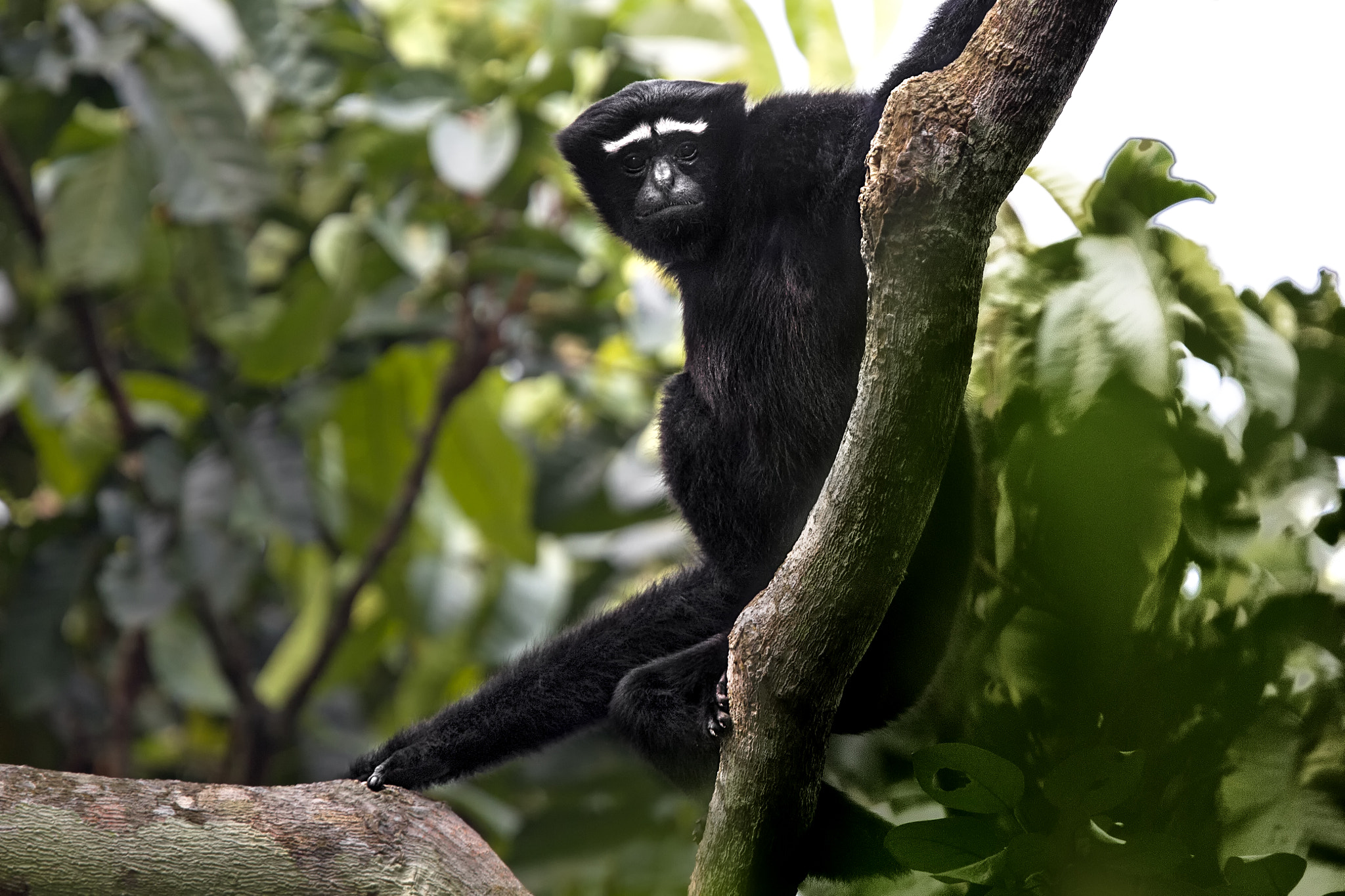 Canon EOS 7D + Canon EF 400mm F2.8L IS USM sample photo. Hoolock gibbon photography