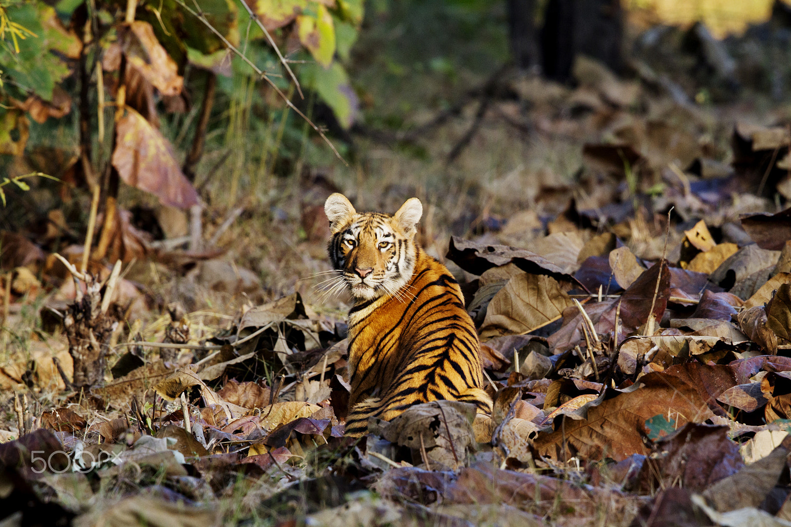 Canon EOS 7D + Canon EF 400mm F2.8L IS USM sample photo. Tiger in sunlight at tadoba national park photography