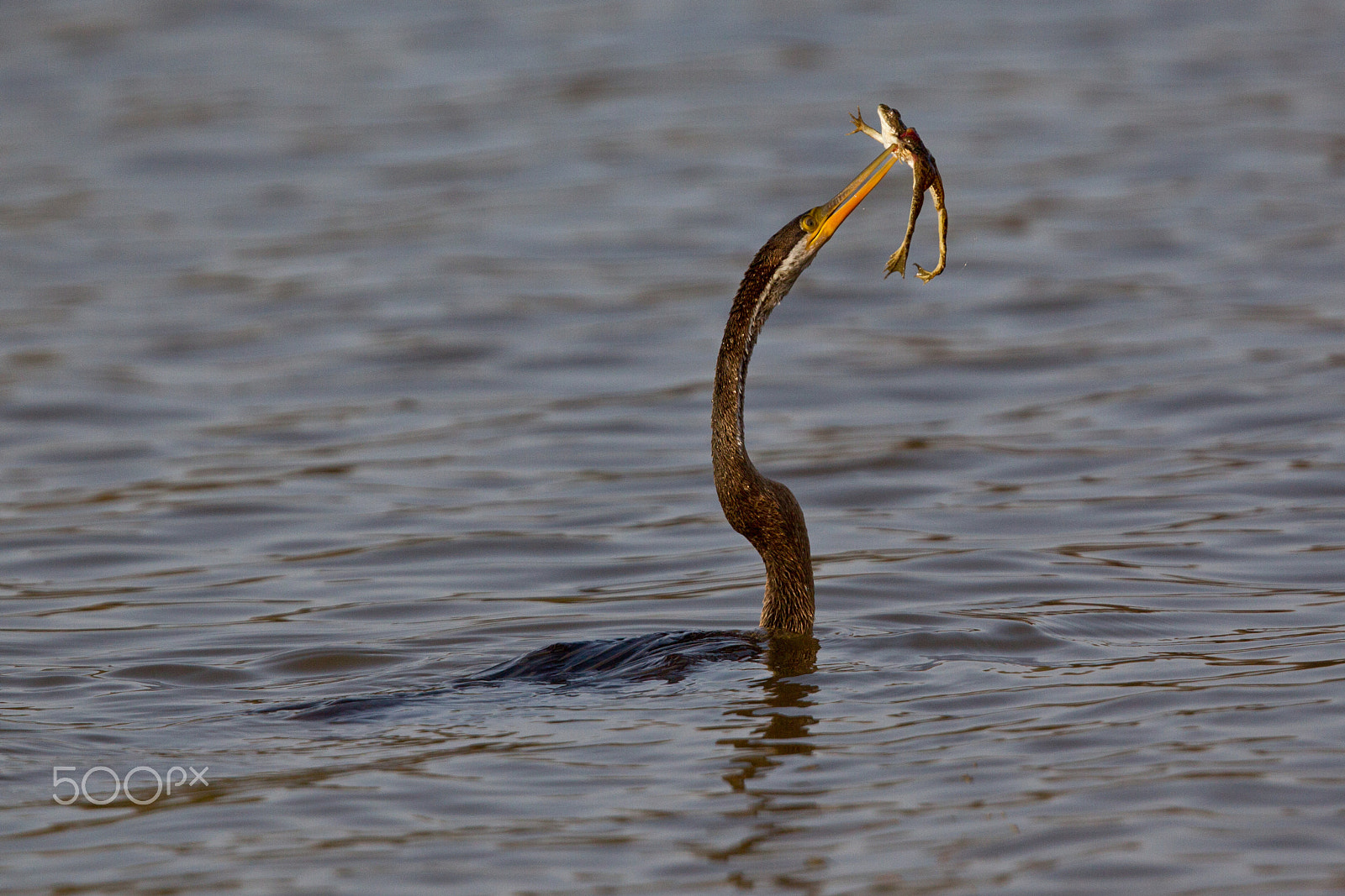 Canon EF 400mm F2.8L IS USM sample photo. Indian darter photography