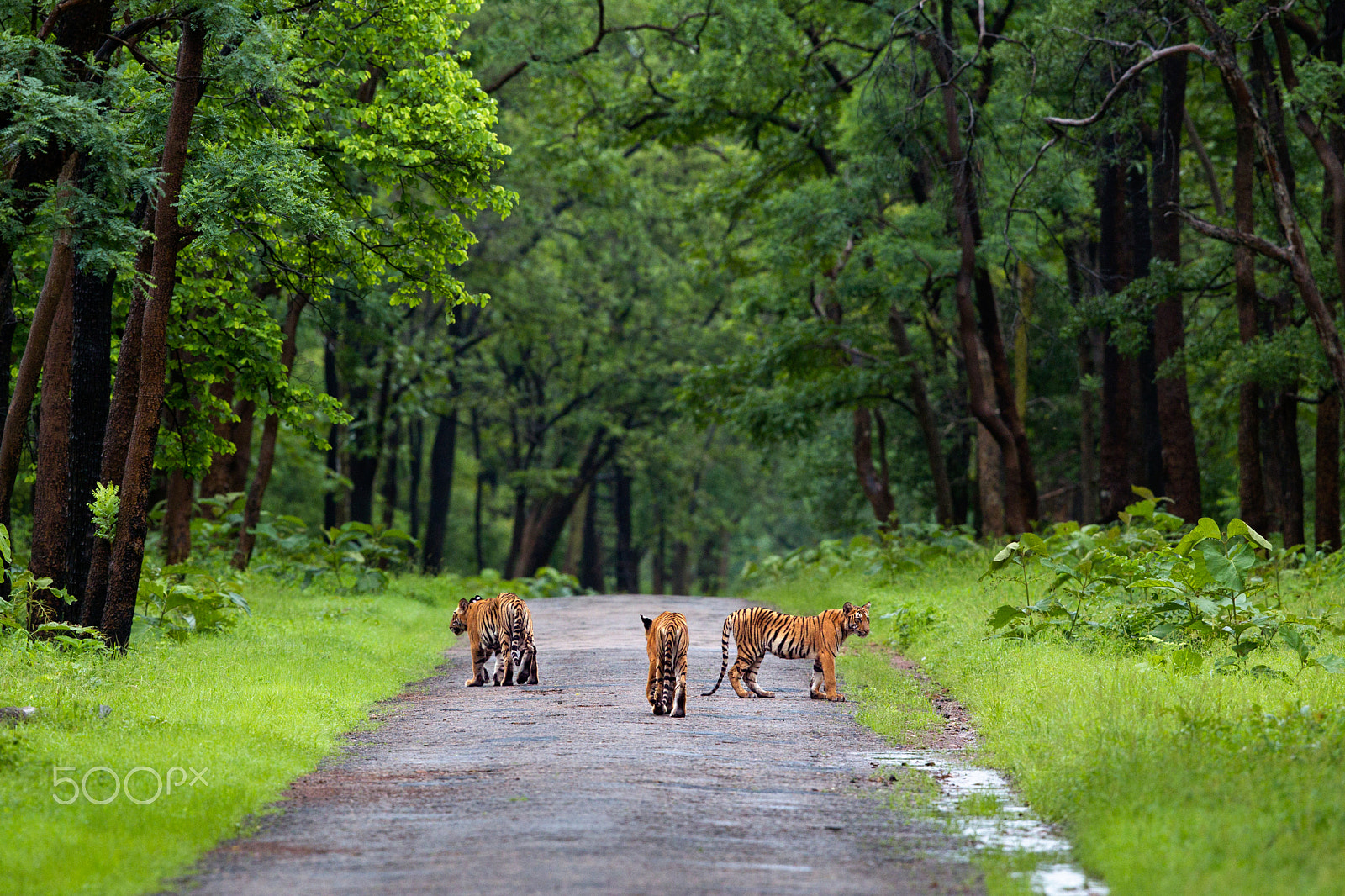Canon EF 400mm F2.8L IS USM sample photo. Tiger cubs at tadoba national park photography