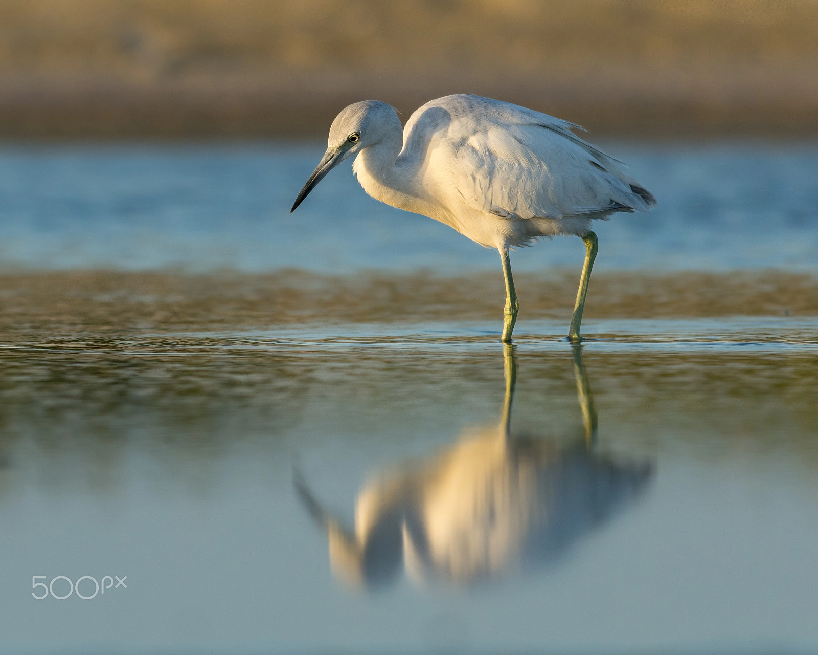 Nikon AF-S Nikkor 300mm F2.8G ED VR II sample photo. Little blue heron photography