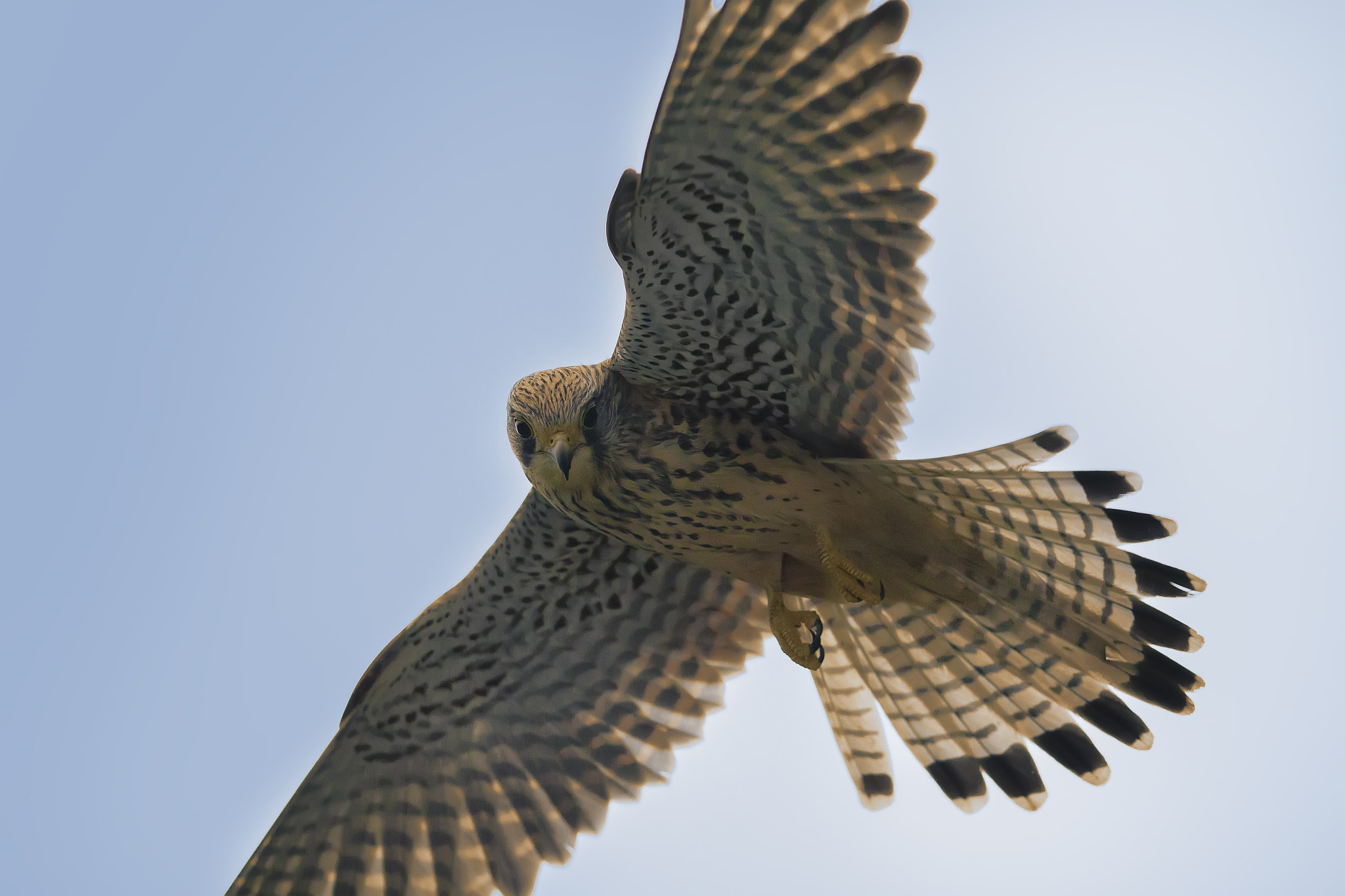 Canon EF 400mm F2.8L IS II USM sample photo. Common kestrel in holy spirit photography