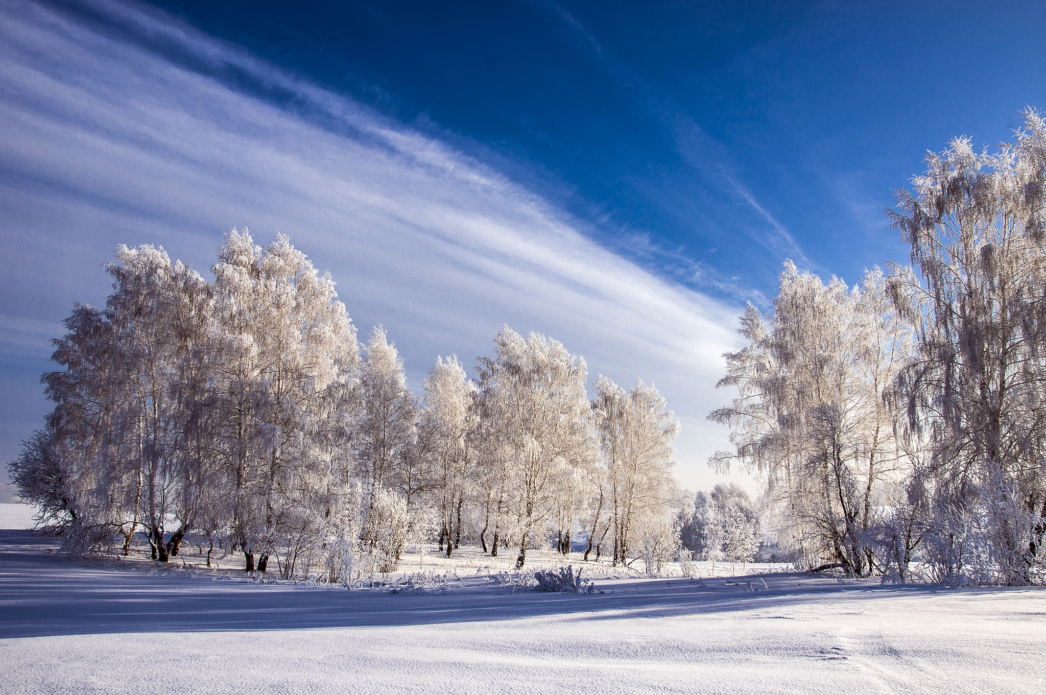 Sony Alpha DSLR-A580 sample photo. Frosty january photography