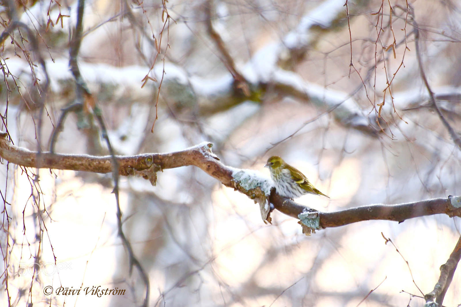 Canon EOS 6D + Canon 70-300mm sample photo. Cold winter day photography