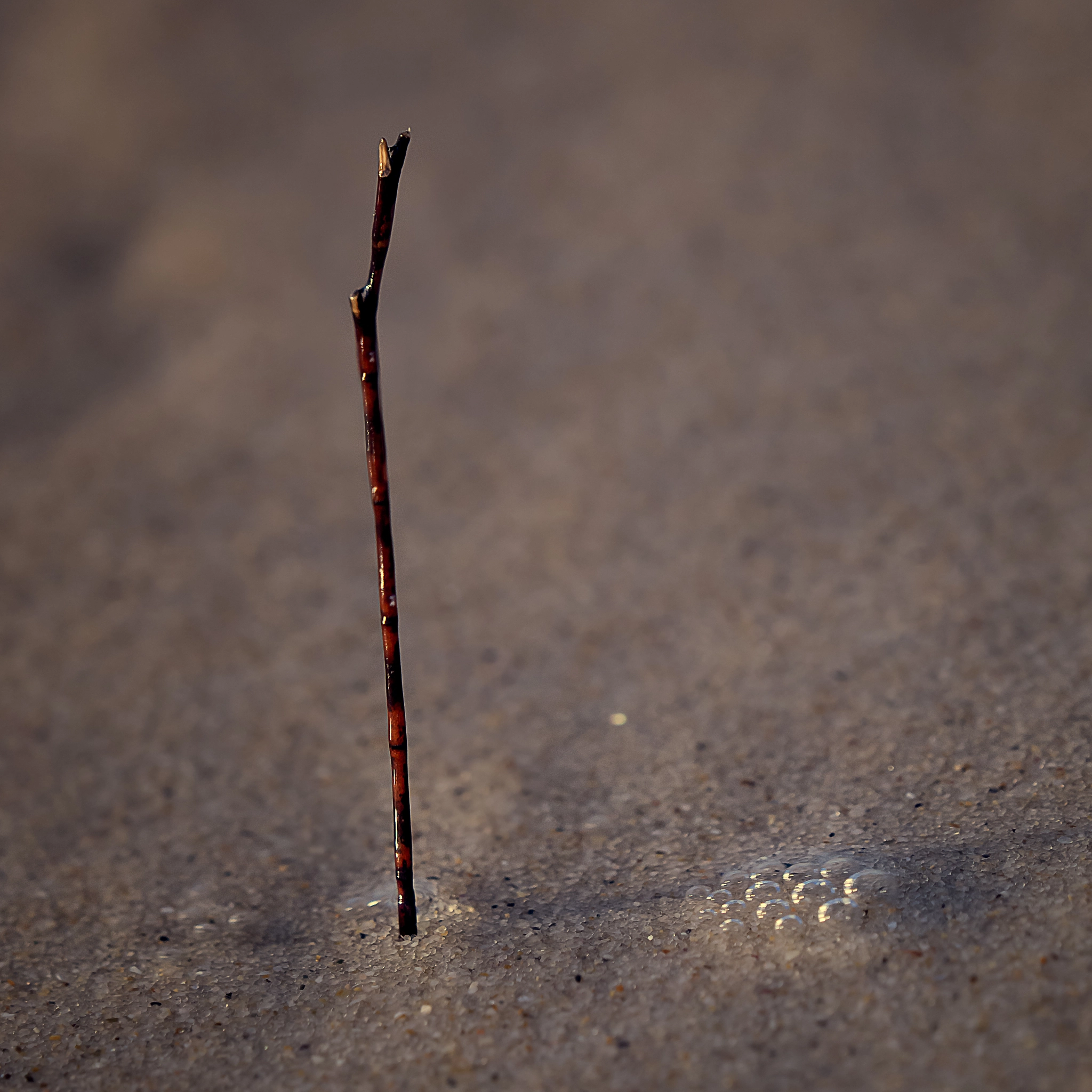 Olympus OM-D E-M10 + Olympus M.Zuiko Digital ED 40-150mm F2.8 Pro sample photo. Stick inthe mud (sand) photography