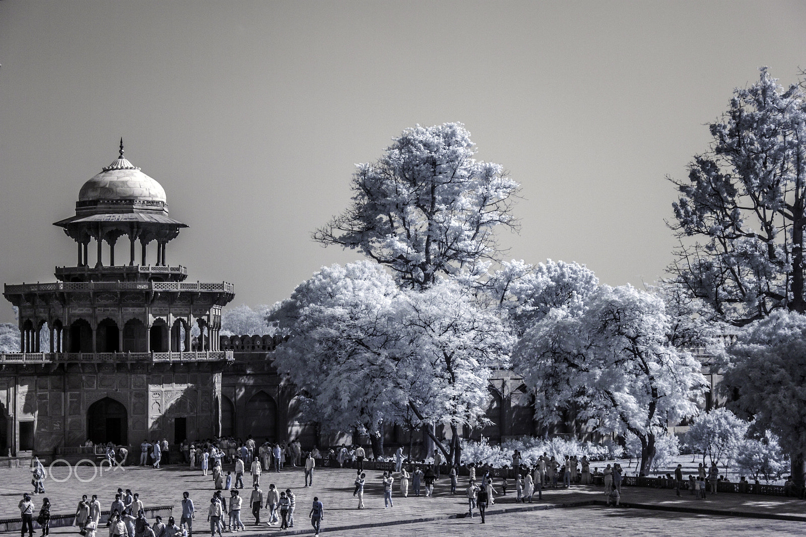Canon EOS 500D (EOS Rebel T1i / EOS Kiss X3) sample photo. Trees of the taj photography