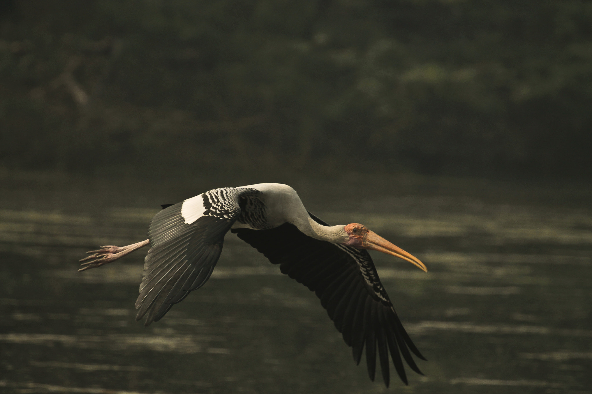 Canon EF 100-400mm F4.5-5.6L IS USM sample photo. Wings of freedom photography