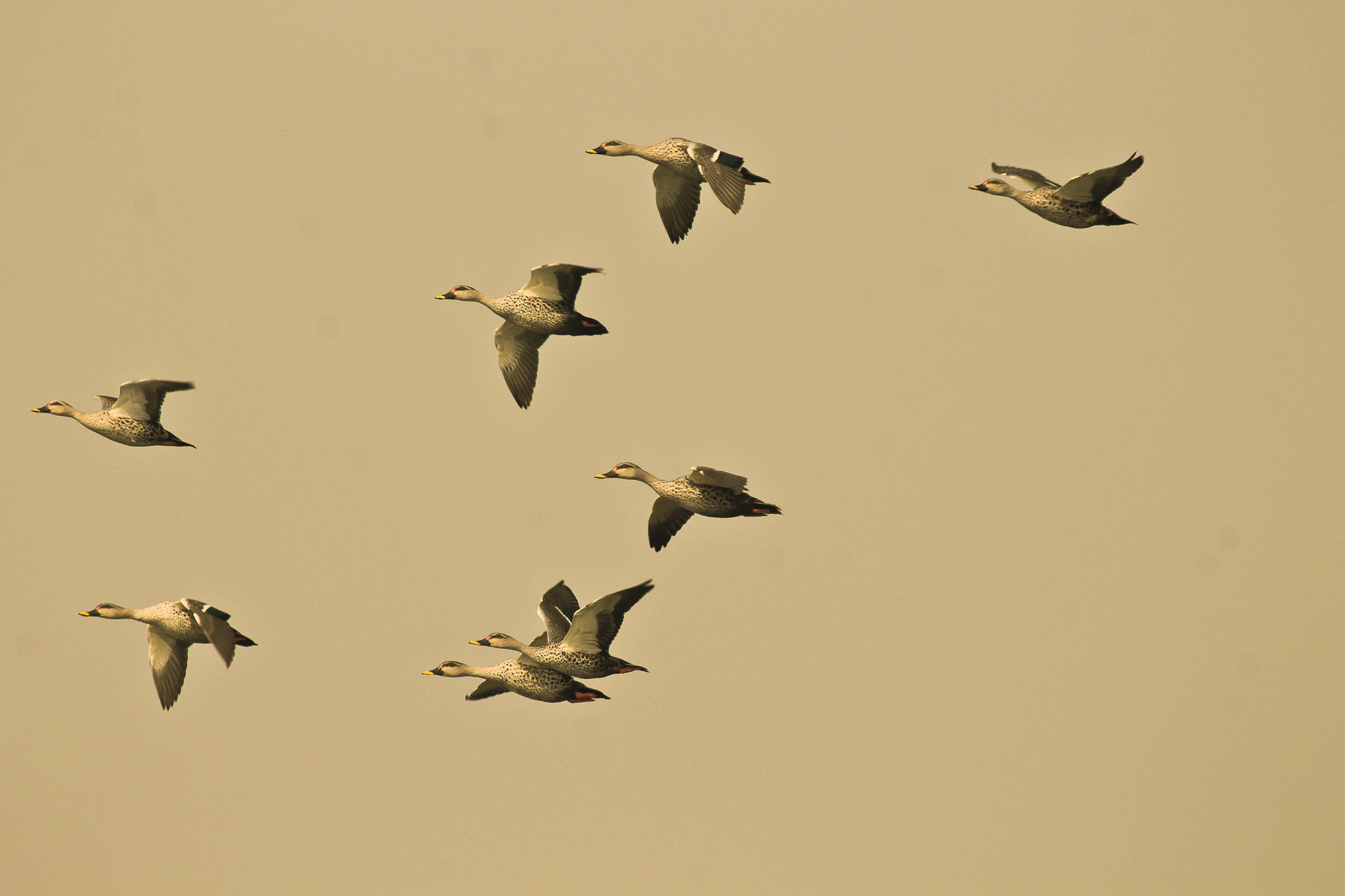 Canon EF 100-400mm F4.5-5.6L IS USM sample photo. Flock of birds photography