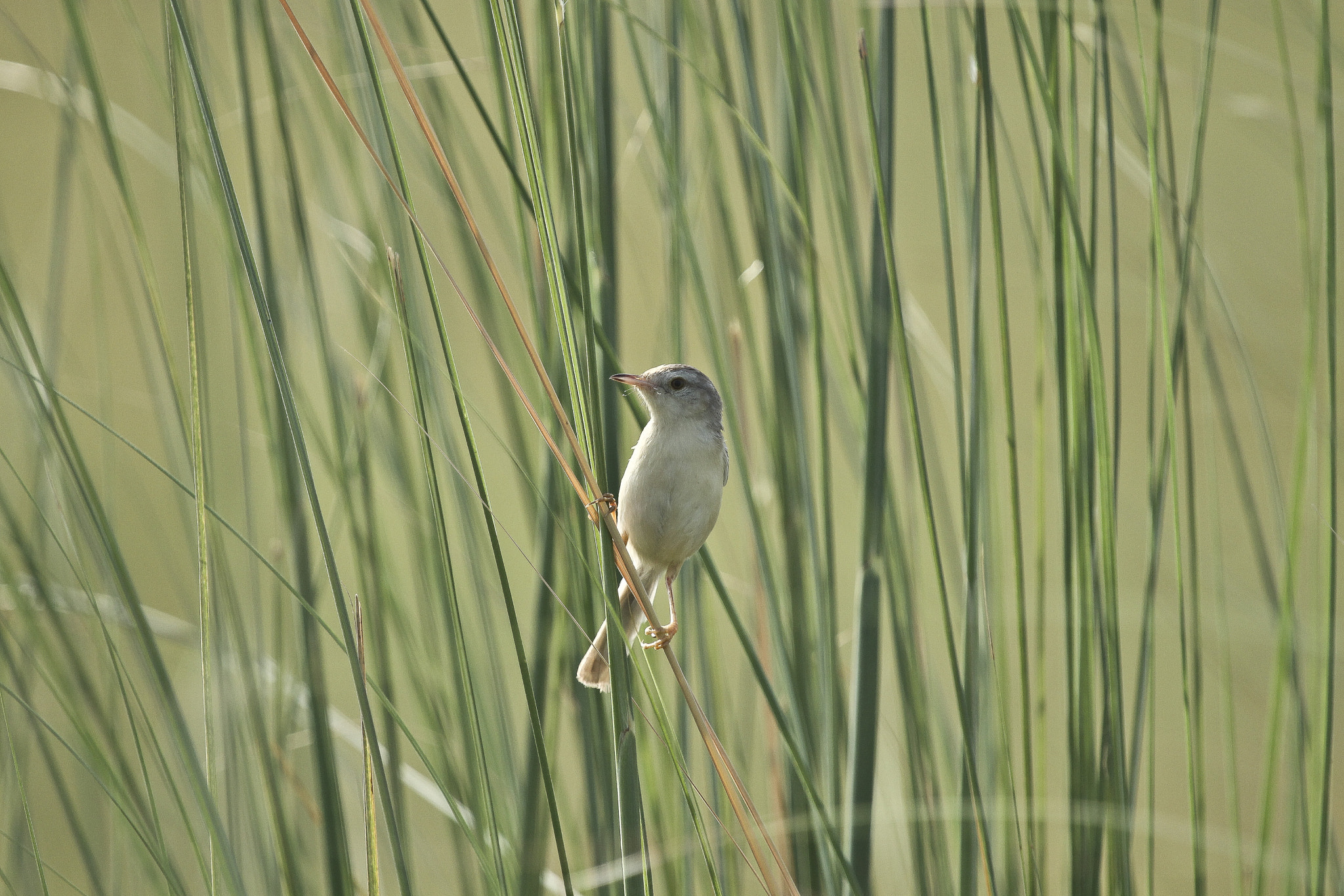 Canon EF 100-400mm F4.5-5.6L IS USM sample photo. Lonely planet photography