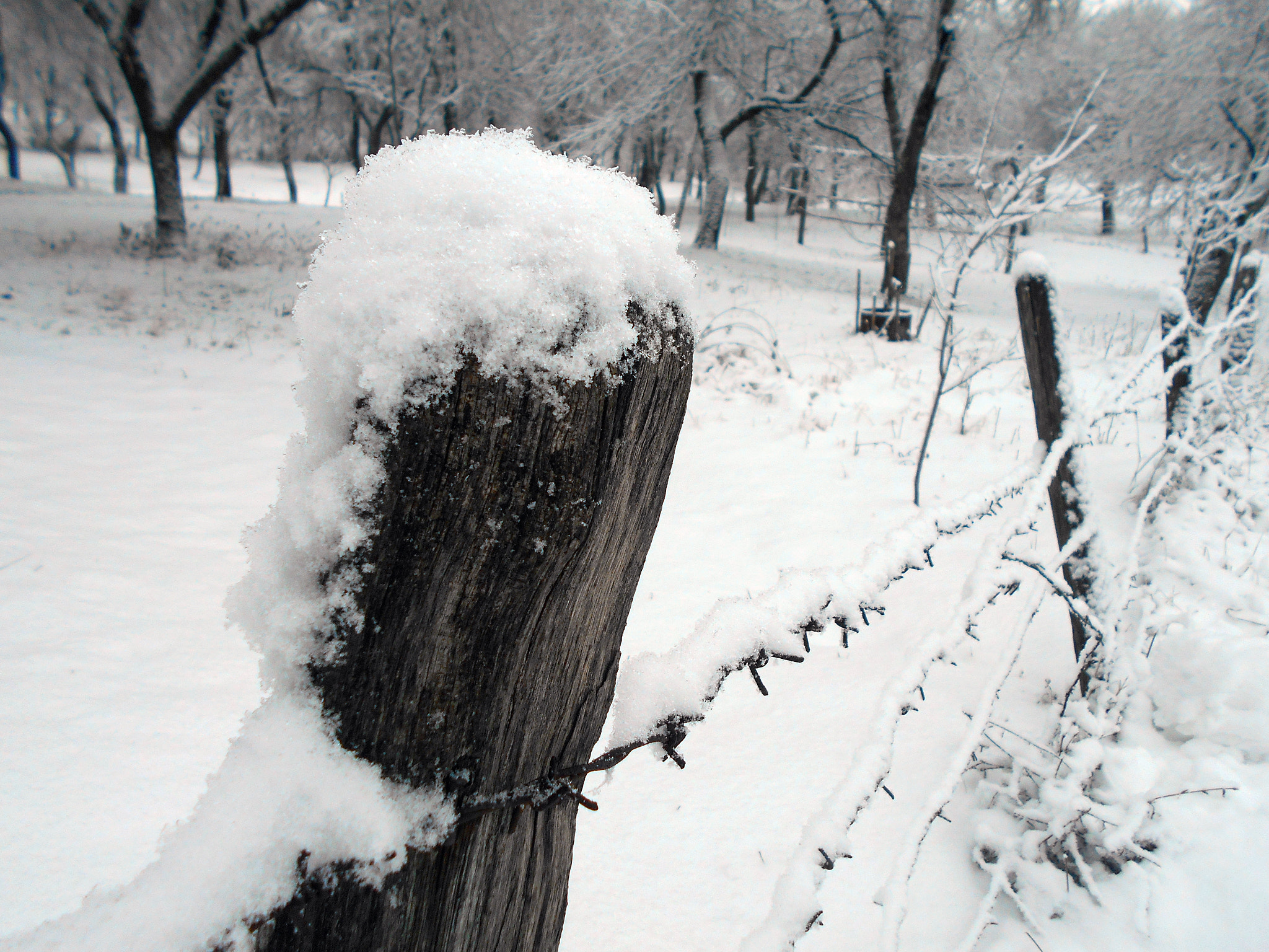 Nikon COOLPIX L30 sample photo. Baleful fence photography