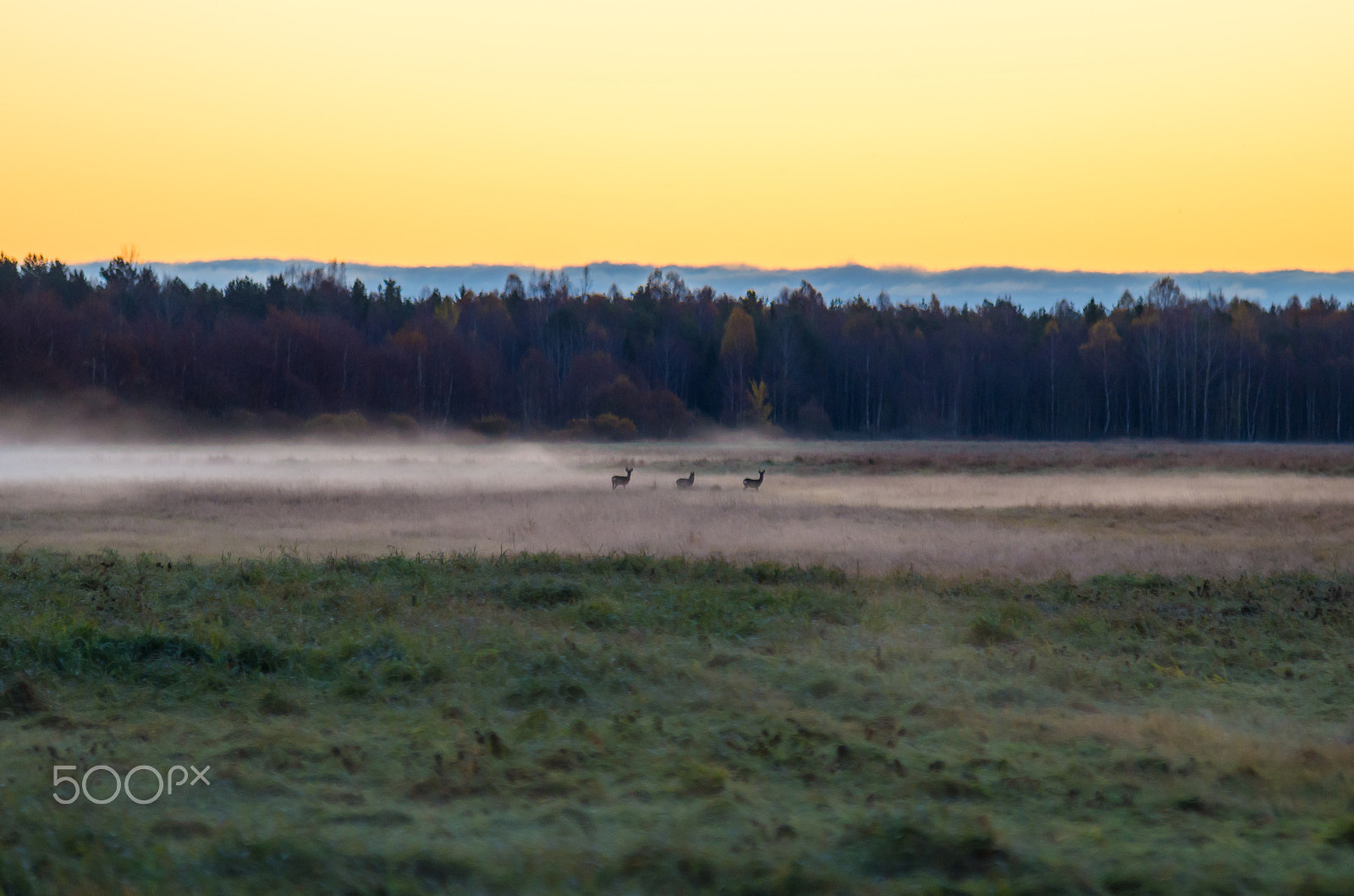 Pentax K-50 sample photo. Morning roes photography