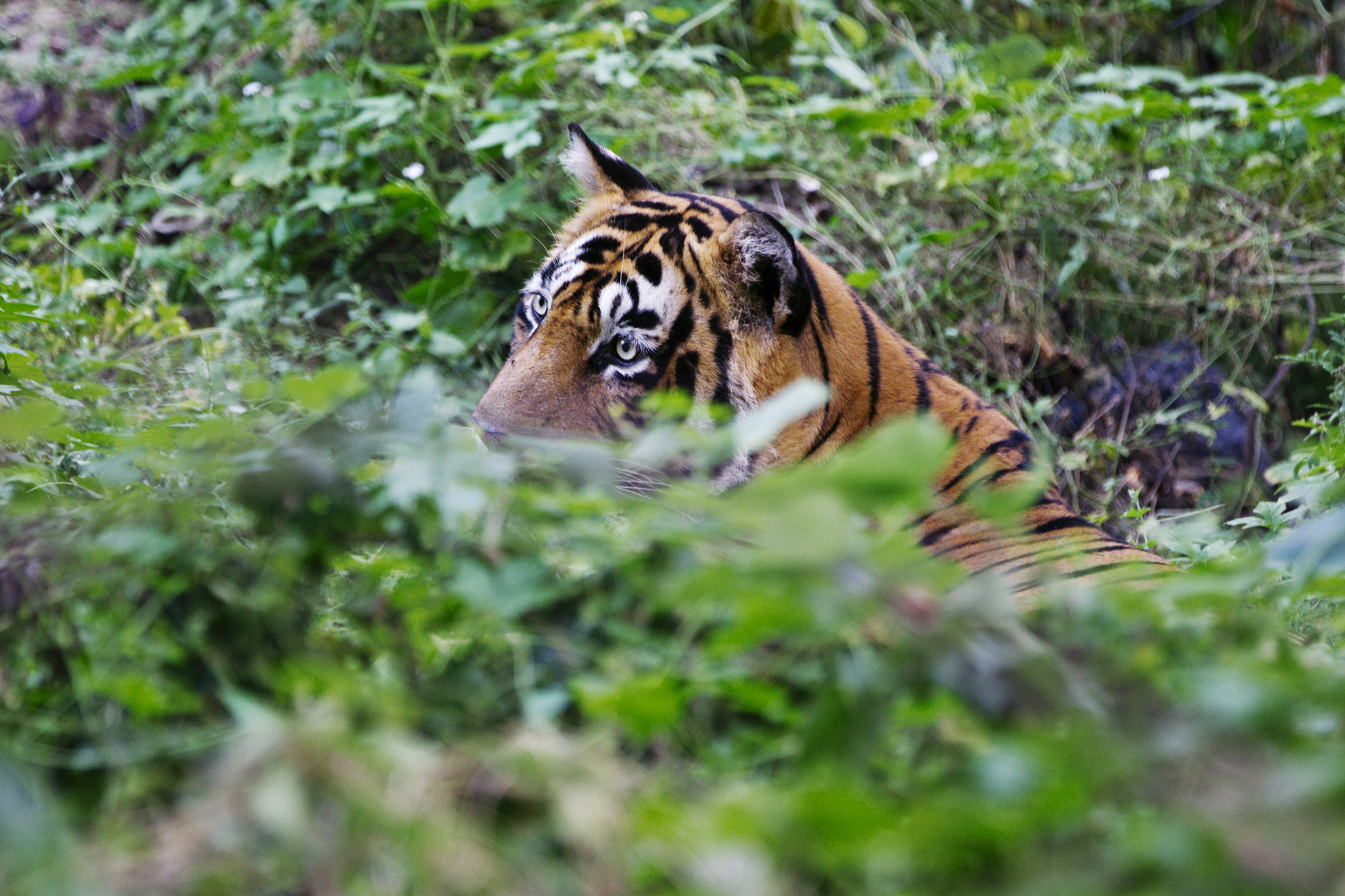 Canon EOS-1D Mark IV sample photo. Tiger in the greens photography