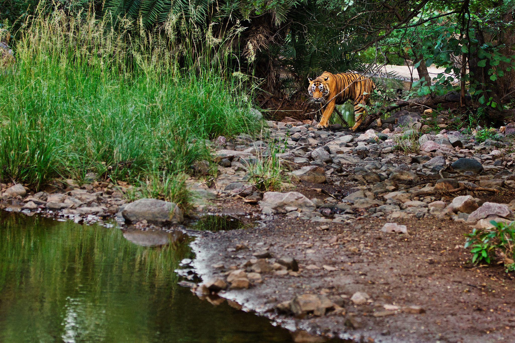 Canon EOS-1D Mark IV sample photo. Tiger at ranthambore photography