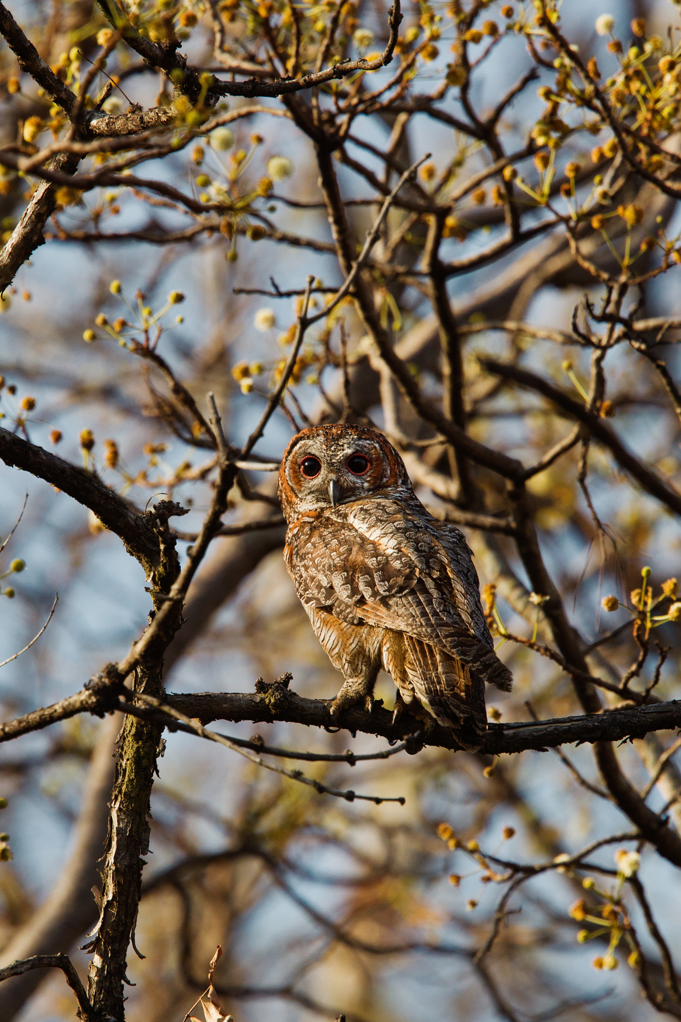 Canon EF 400mm F2.8L IS USM sample photo. Mottled wood owl photography