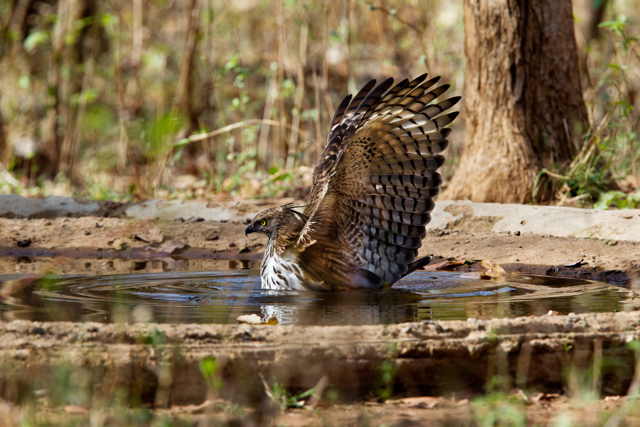 Canon EF 400mm F2.8L IS USM sample photo. Changeable eagle hawk - summer bath photography
