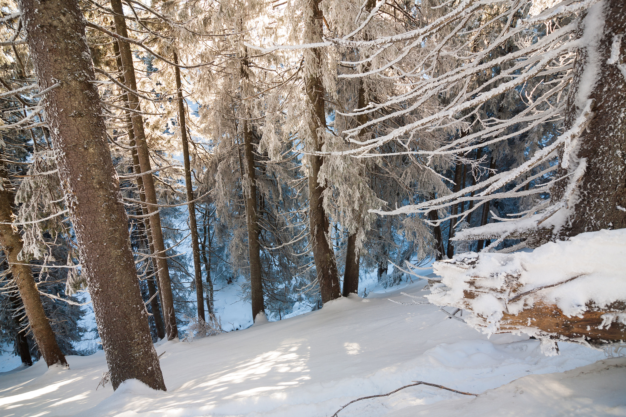 Tokina AT-X Pro 12-24mm F4 (IF) DX sample photo. Mystic winter forest photography