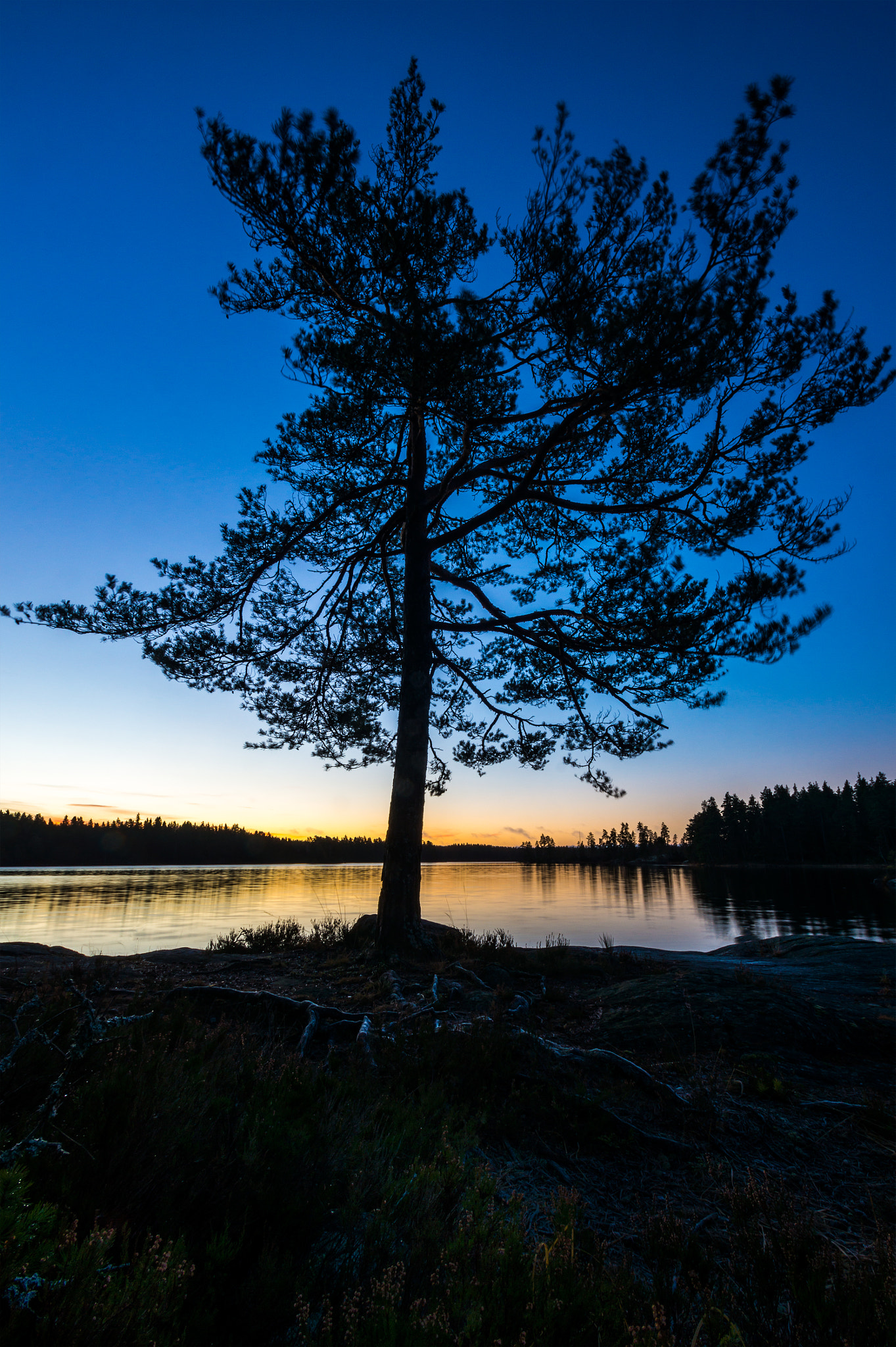 Sony SLT-A77 sample photo. Lonely tree in dawn photography