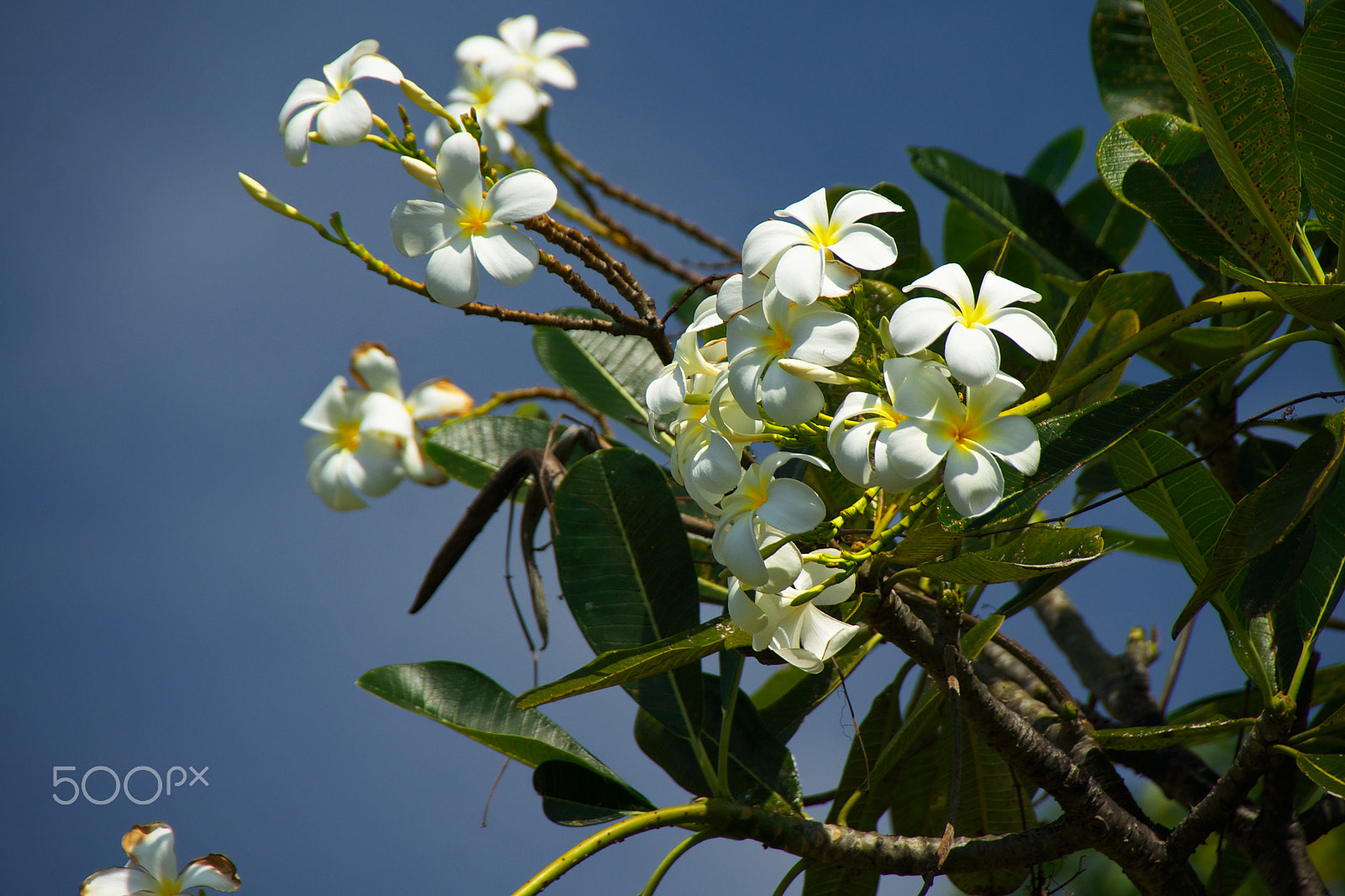 Sony Alpha DSLR-A580 sample photo. Frangipani – the temple tree photography