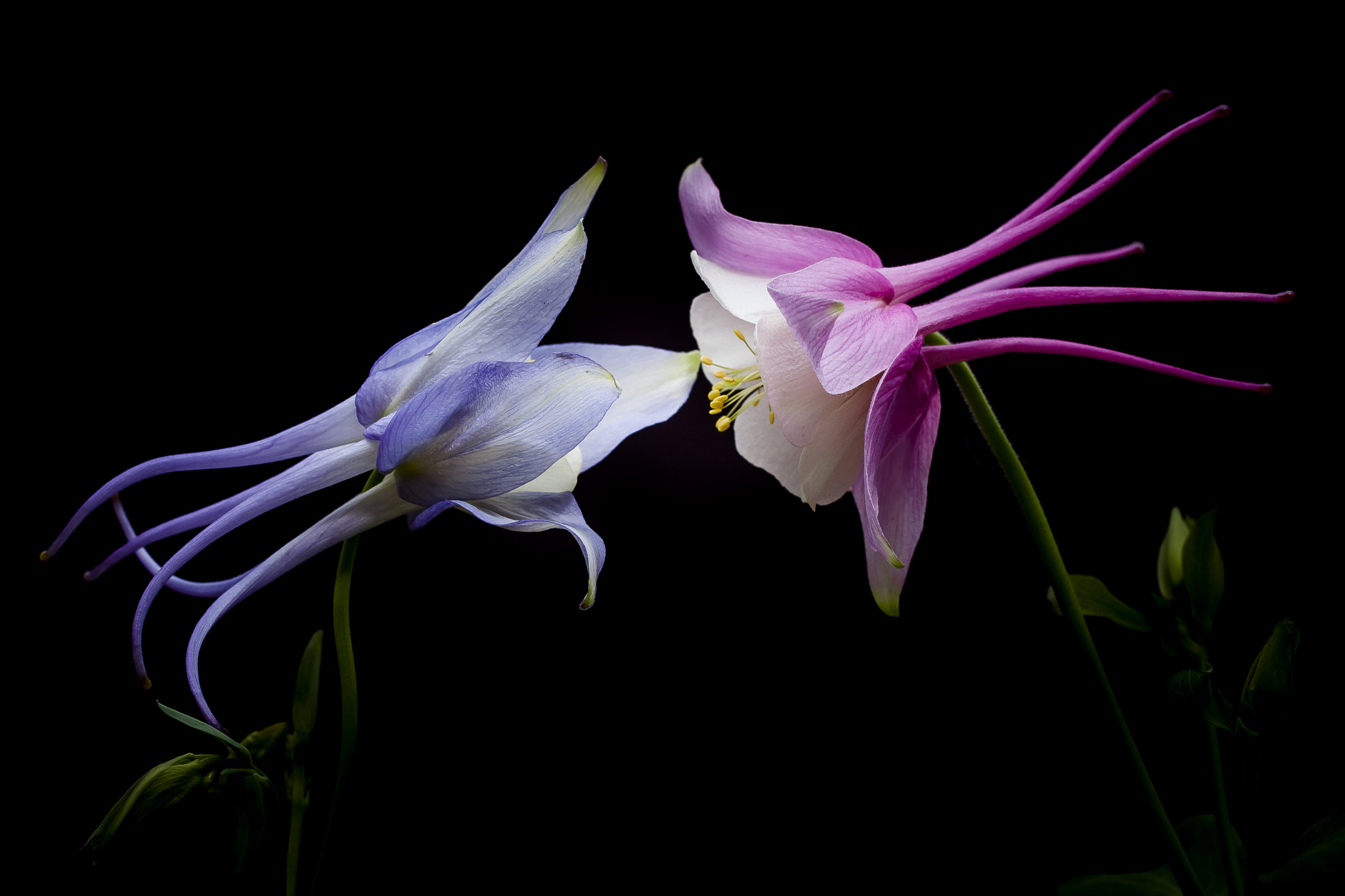 Canon EOS 40D + Canon EF 100mm F2.8L Macro IS USM sample photo. Columbine flower photography