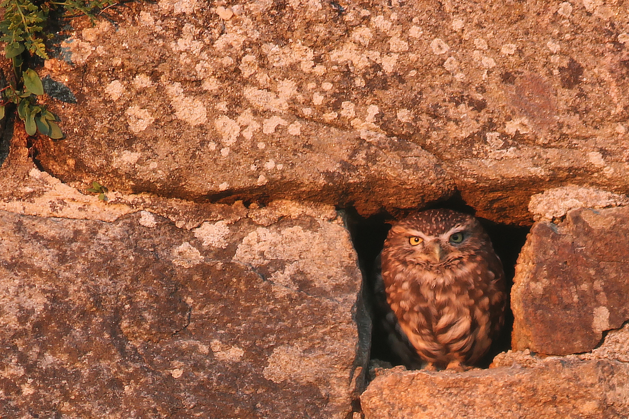 Canon EOS 550D (EOS Rebel T2i / EOS Kiss X4) + Canon EF 300mm F4L IS USM sample photo. Little owl   chevèche athena photography