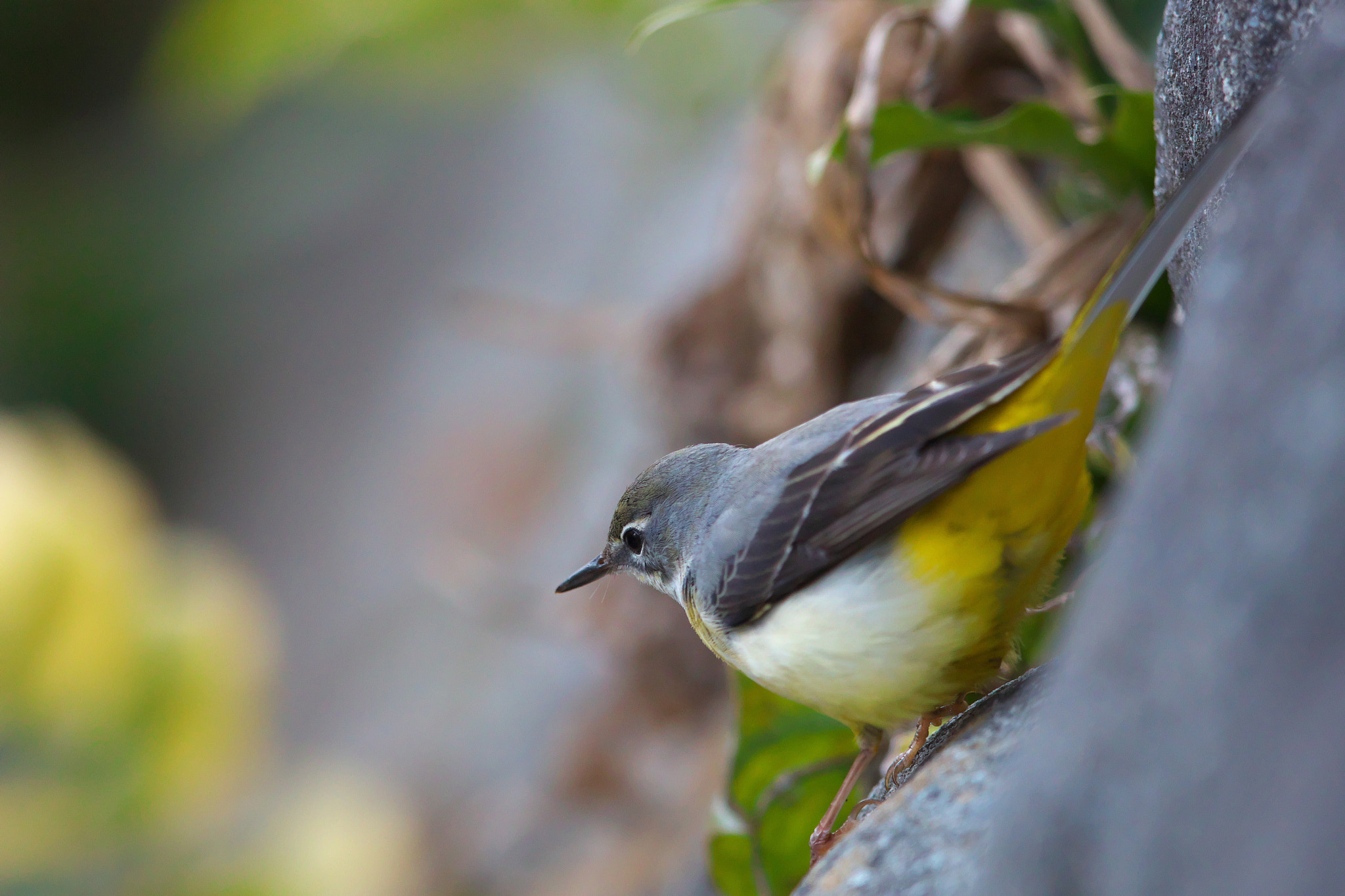 Canon EF 600mm F4L IS II USM sample photo. Gray wagtail photography