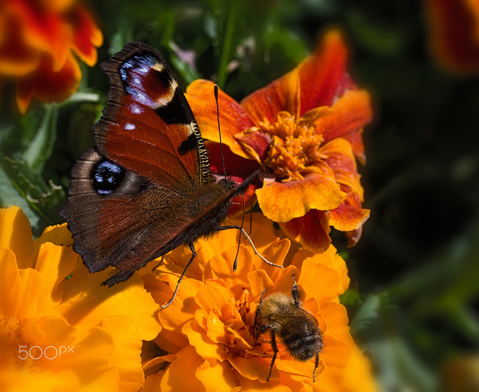 Pentax K-r + Tamron SP AF 90mm F2.8 Di Macro sample photo. Hi there! photography
