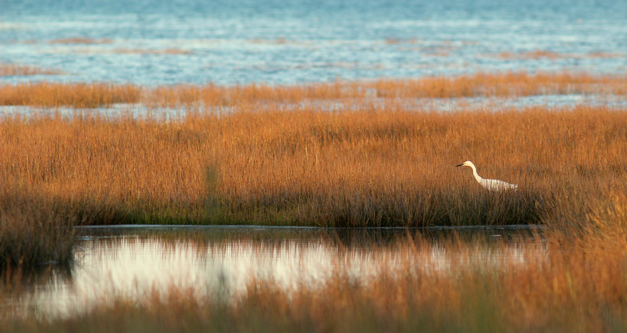 Canon EOS 550D (EOS Rebel T2i / EOS Kiss X4) + Canon EF 300mm F4L IS USM sample photo. Golden hour in brittany photography