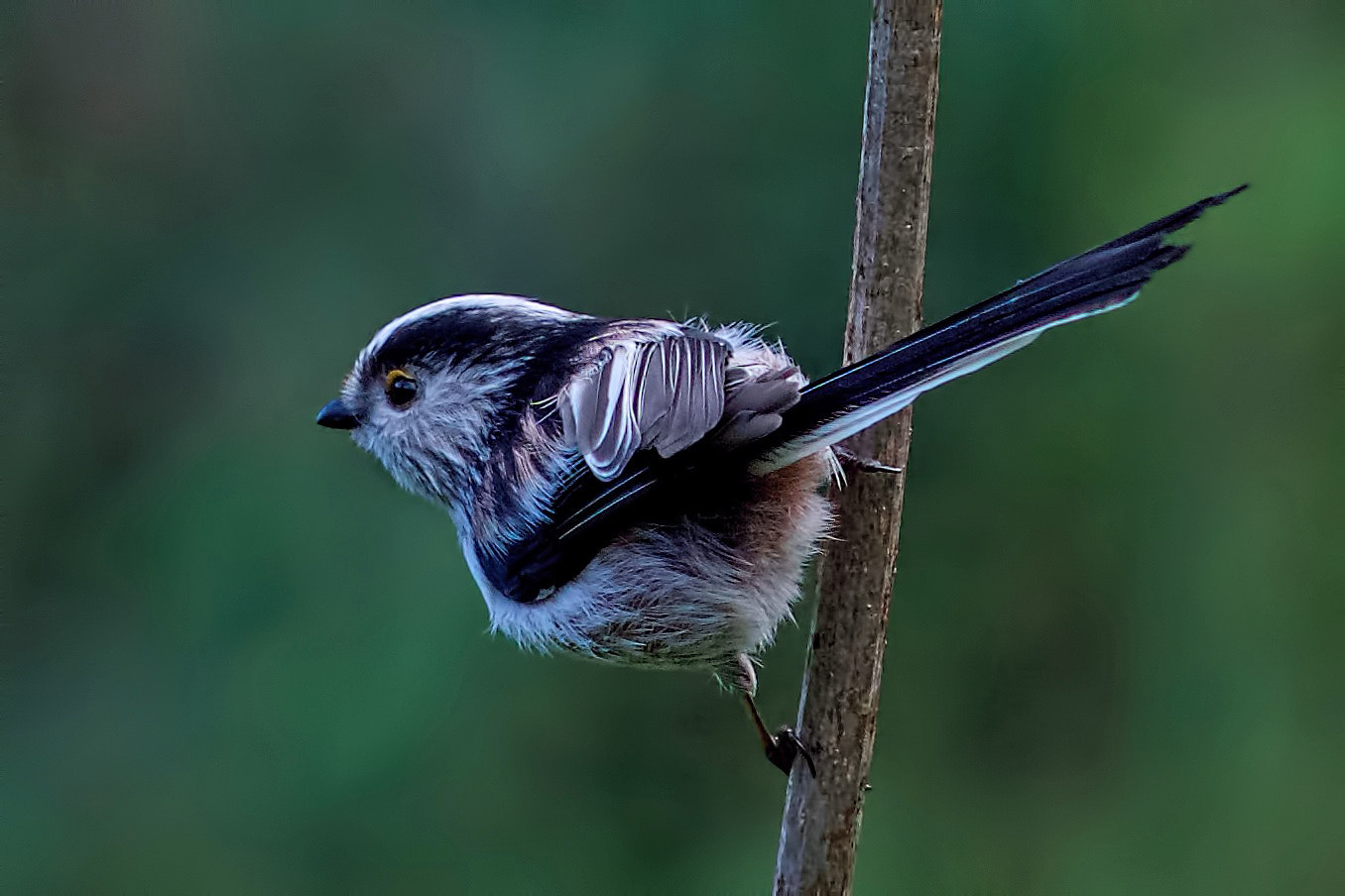 Sony Sonnar T* 135mm F1.8 ZA sample photo. Long tailedtit photography
