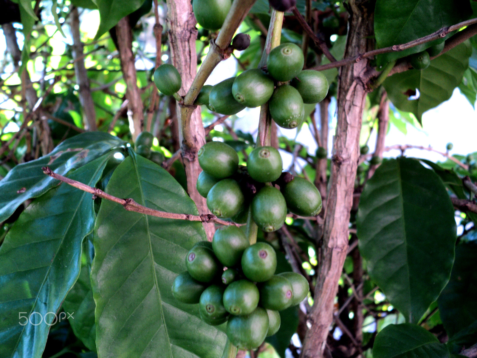 Sony DSC-S2100 sample photo. Brazil coffee... photography