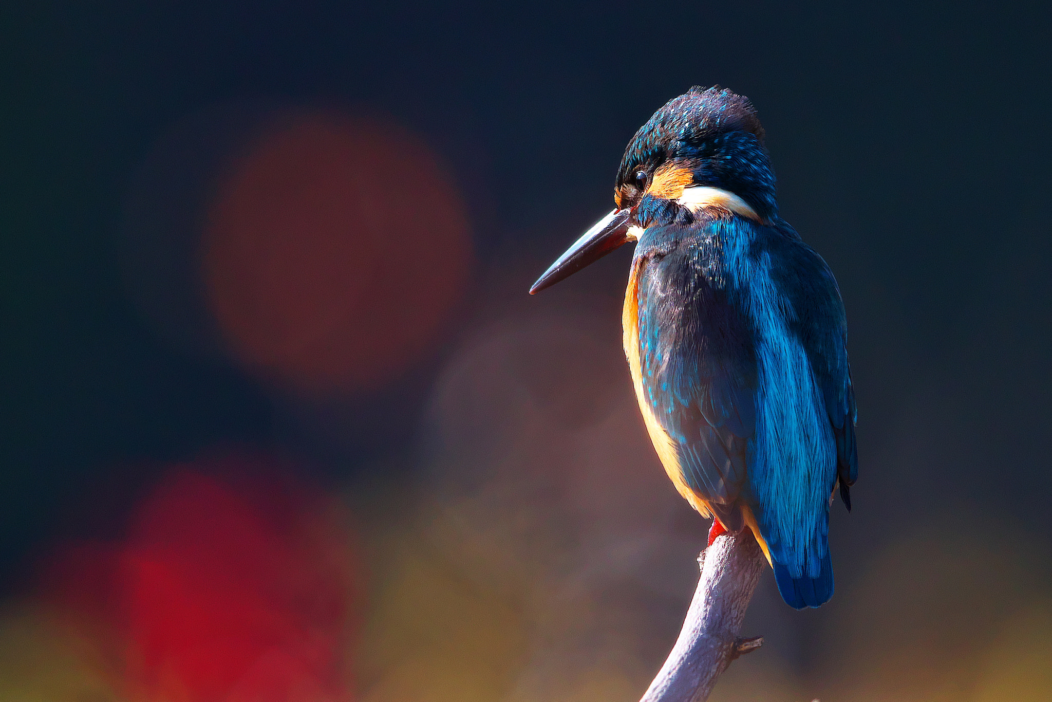 Canon EOS 5DS R + Canon EF 600mm F4L IS II USM sample photo. Kingfisher during a break photography