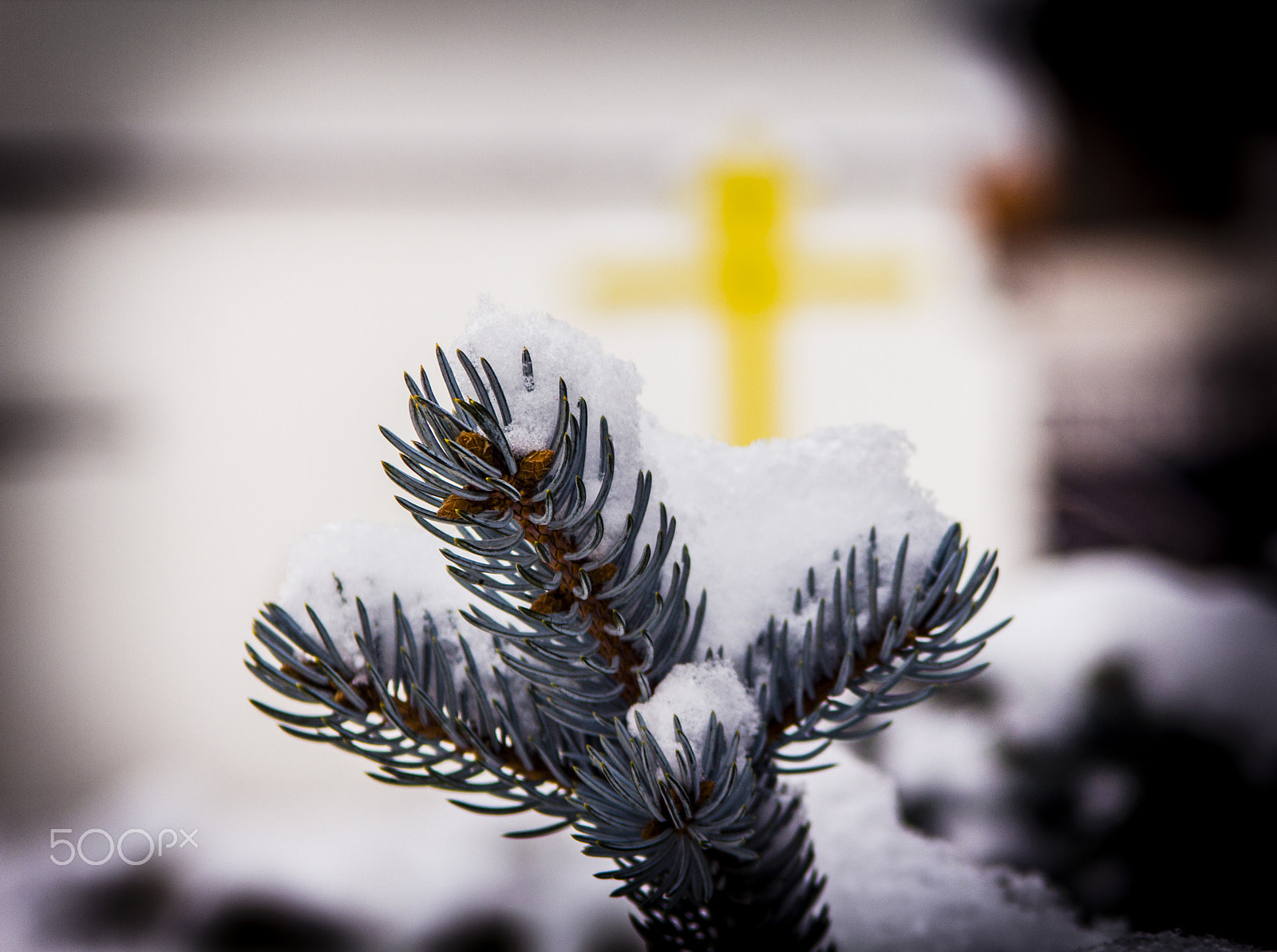 Canon EF 35-105mm f/4.5-5.6 USM sample photo. Tree & snow photography