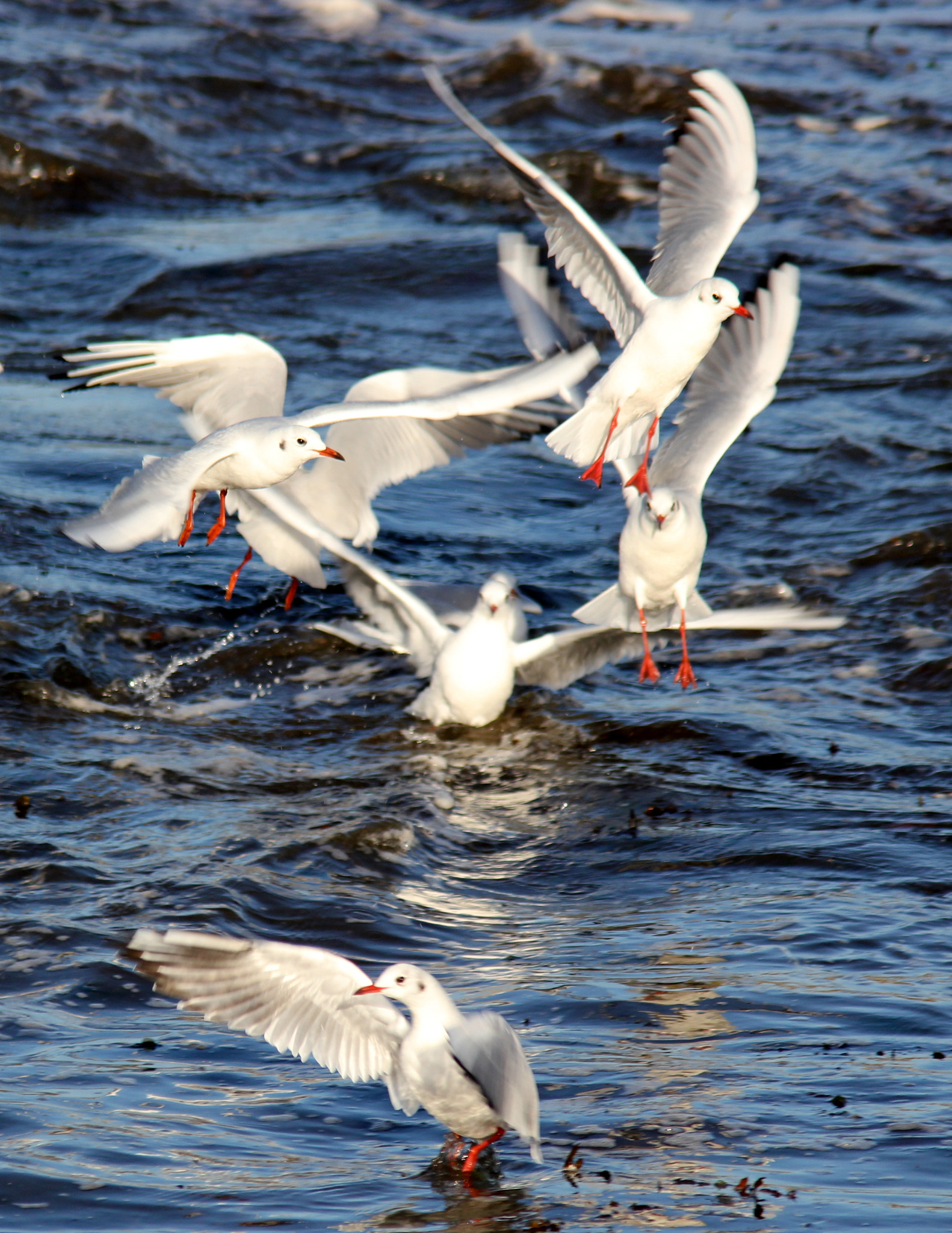 Canon EF 300mm F4L IS USM sample photo. Flight photography