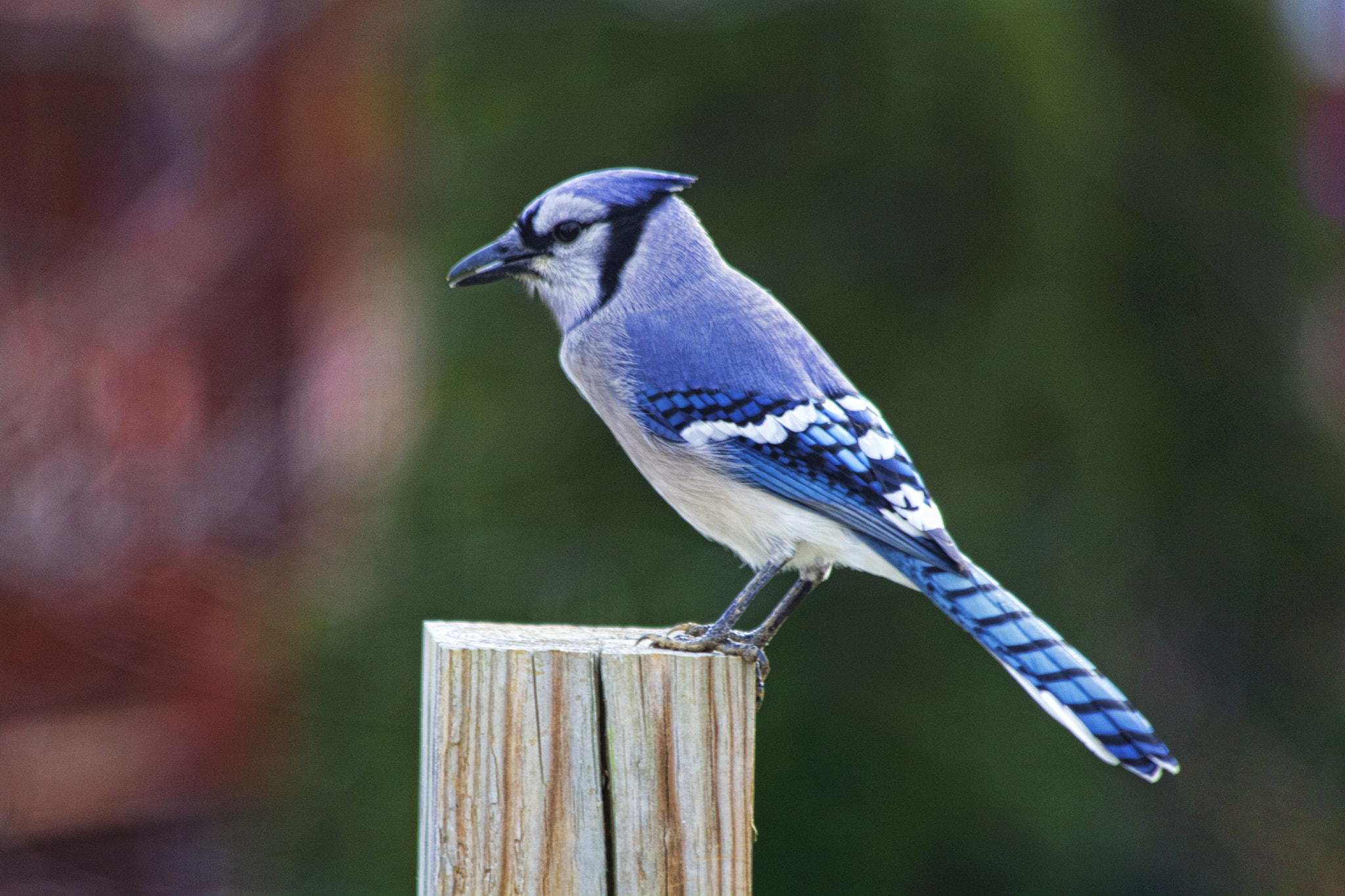 Canon EF 70-300mm F4-5.6 IS USM sample photo. Bluejay photography