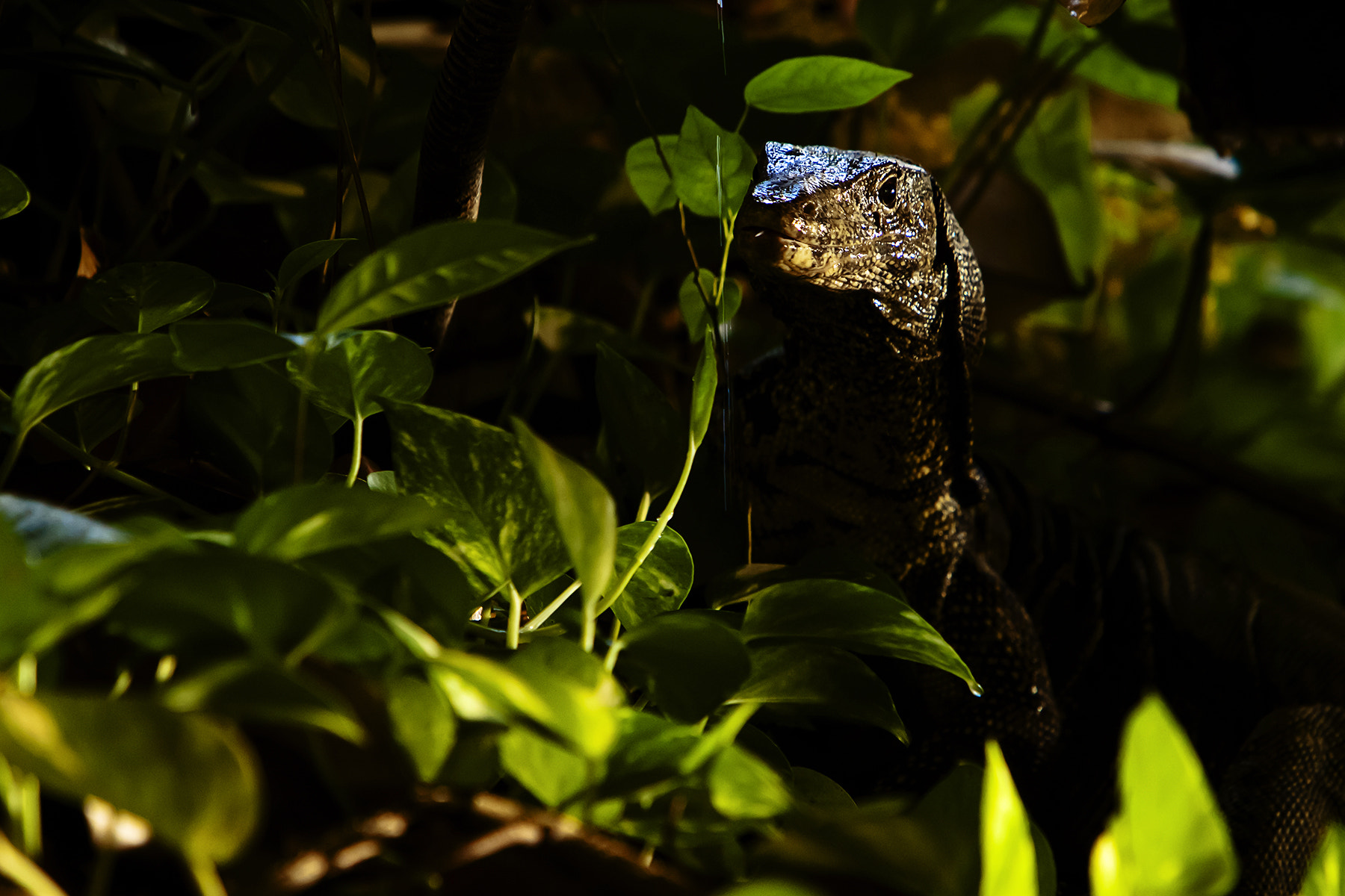 Canon EF 70-200mm F2.8L IS USM sample photo. Varanidae photography