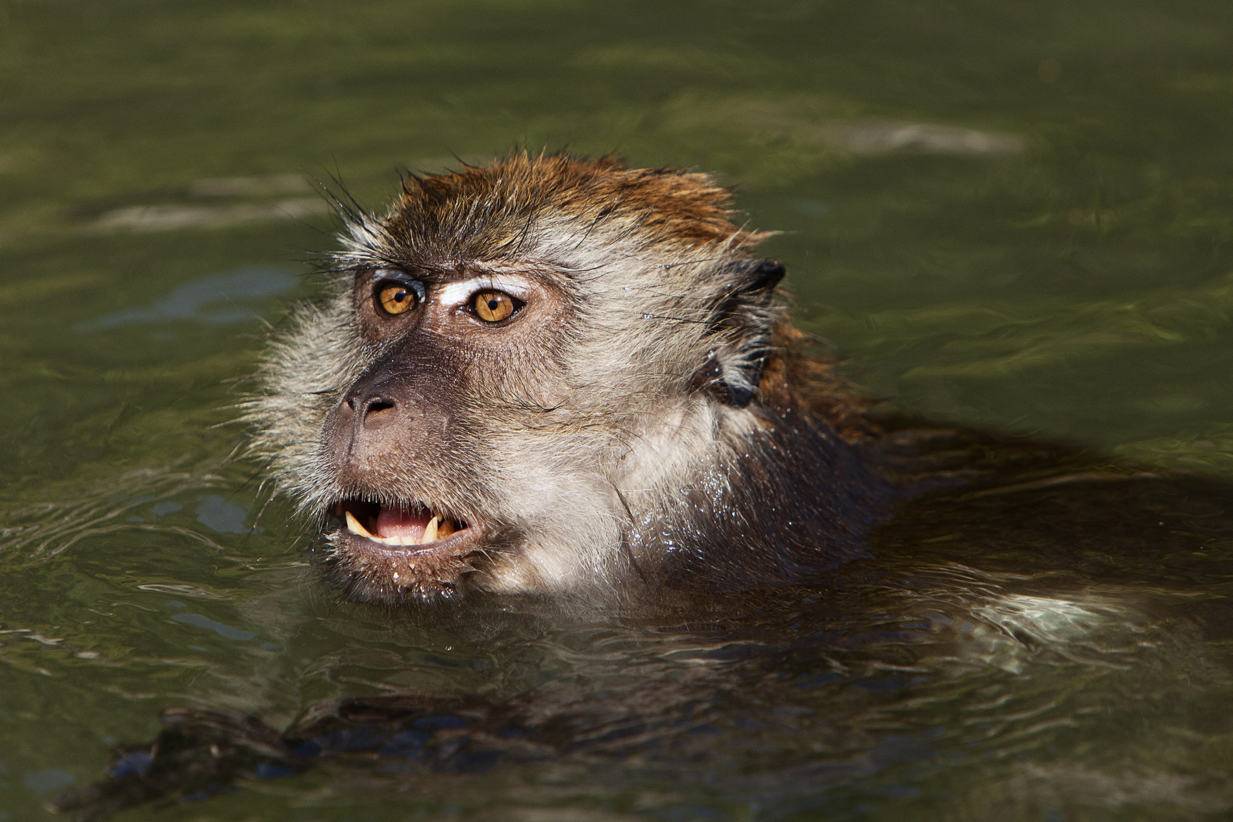 Canon EF 70-200mm F2.8L IS USM sample photo. Swimming monkey photography